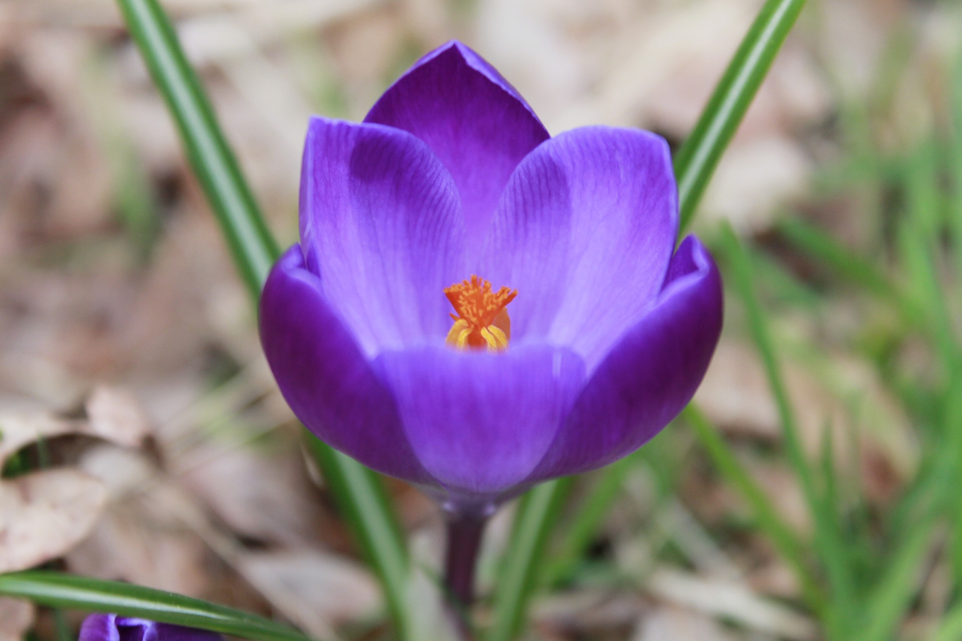 crocus flower purple free photo