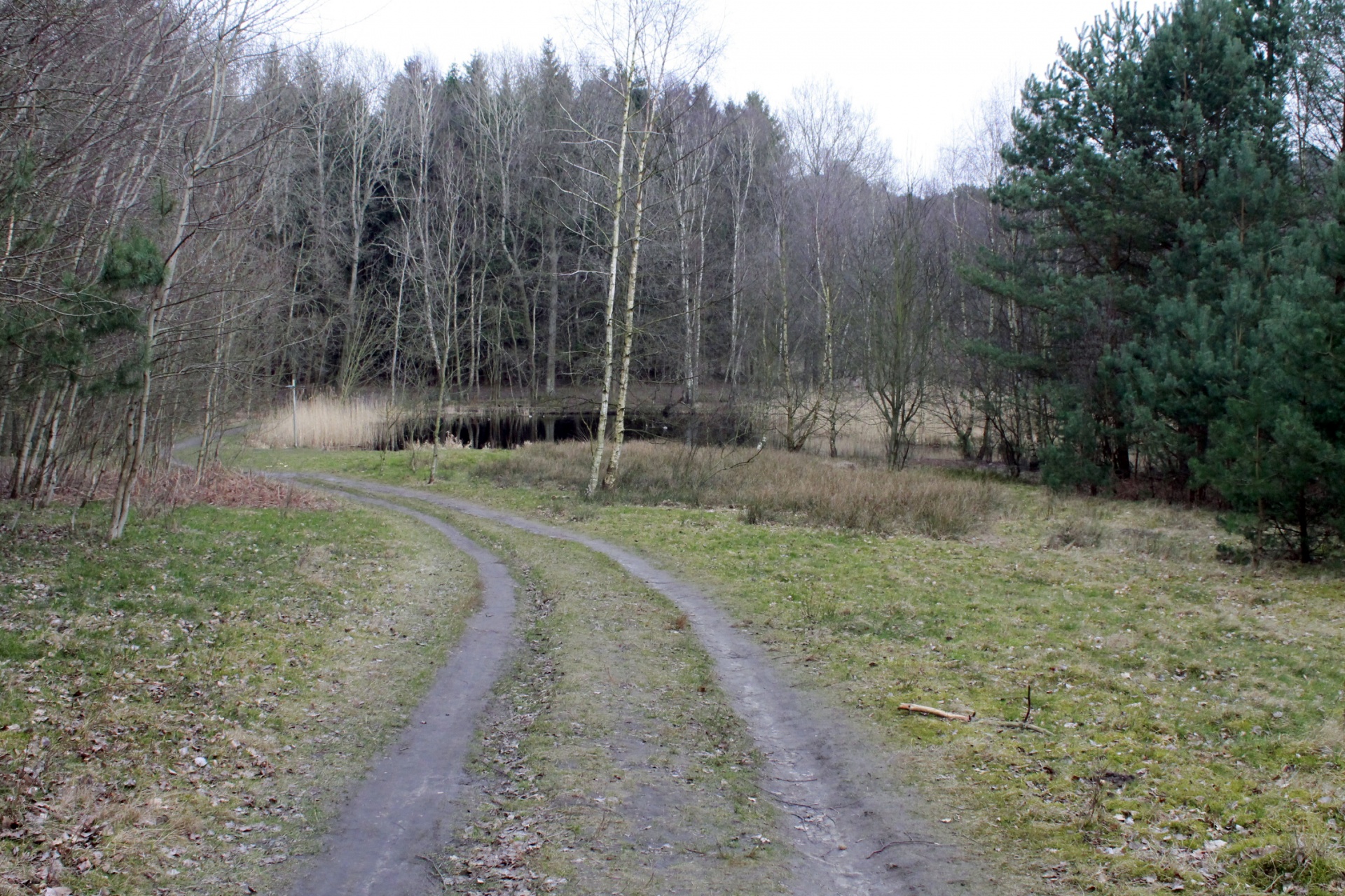 forest path lake free photo