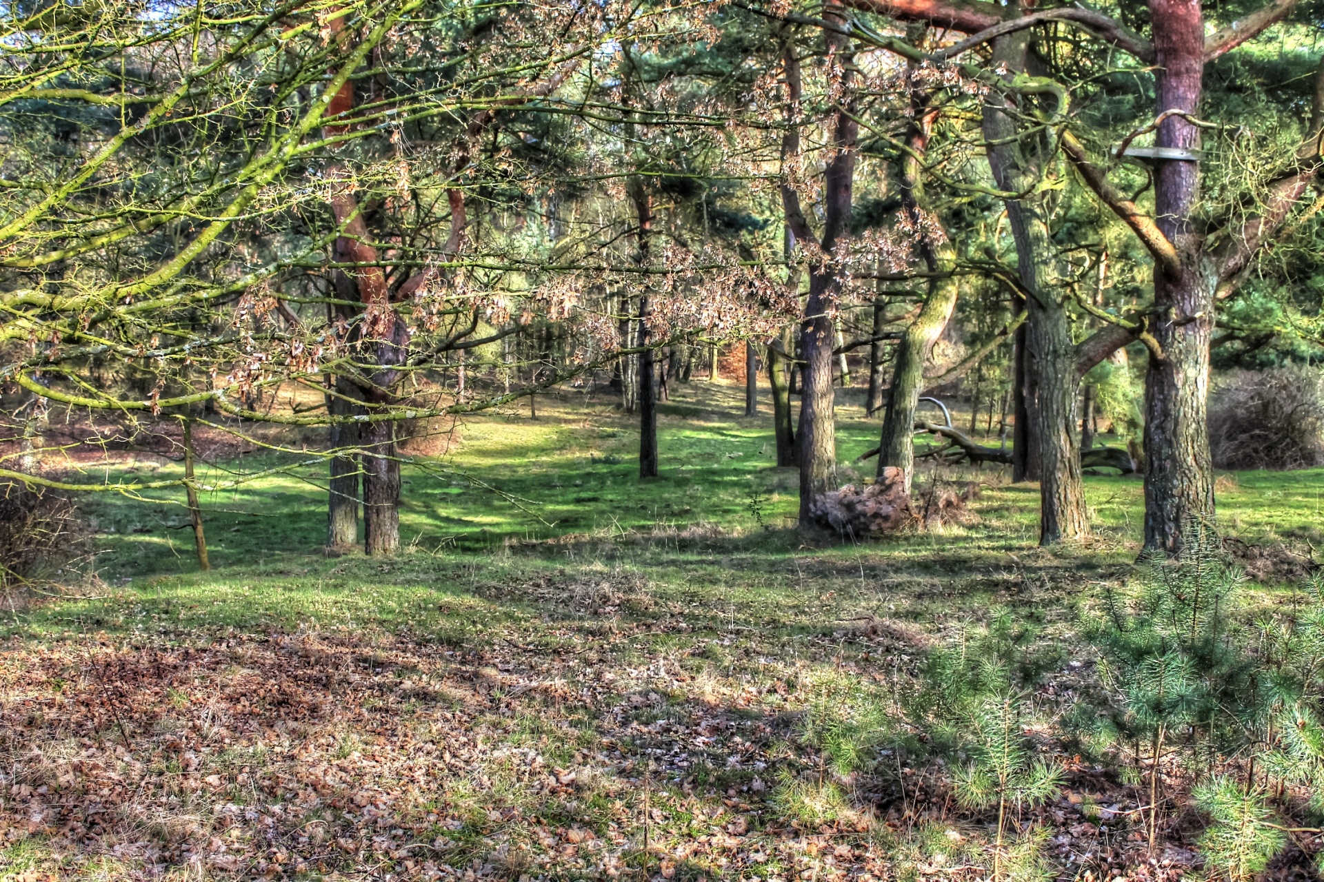 forest path tree free photo