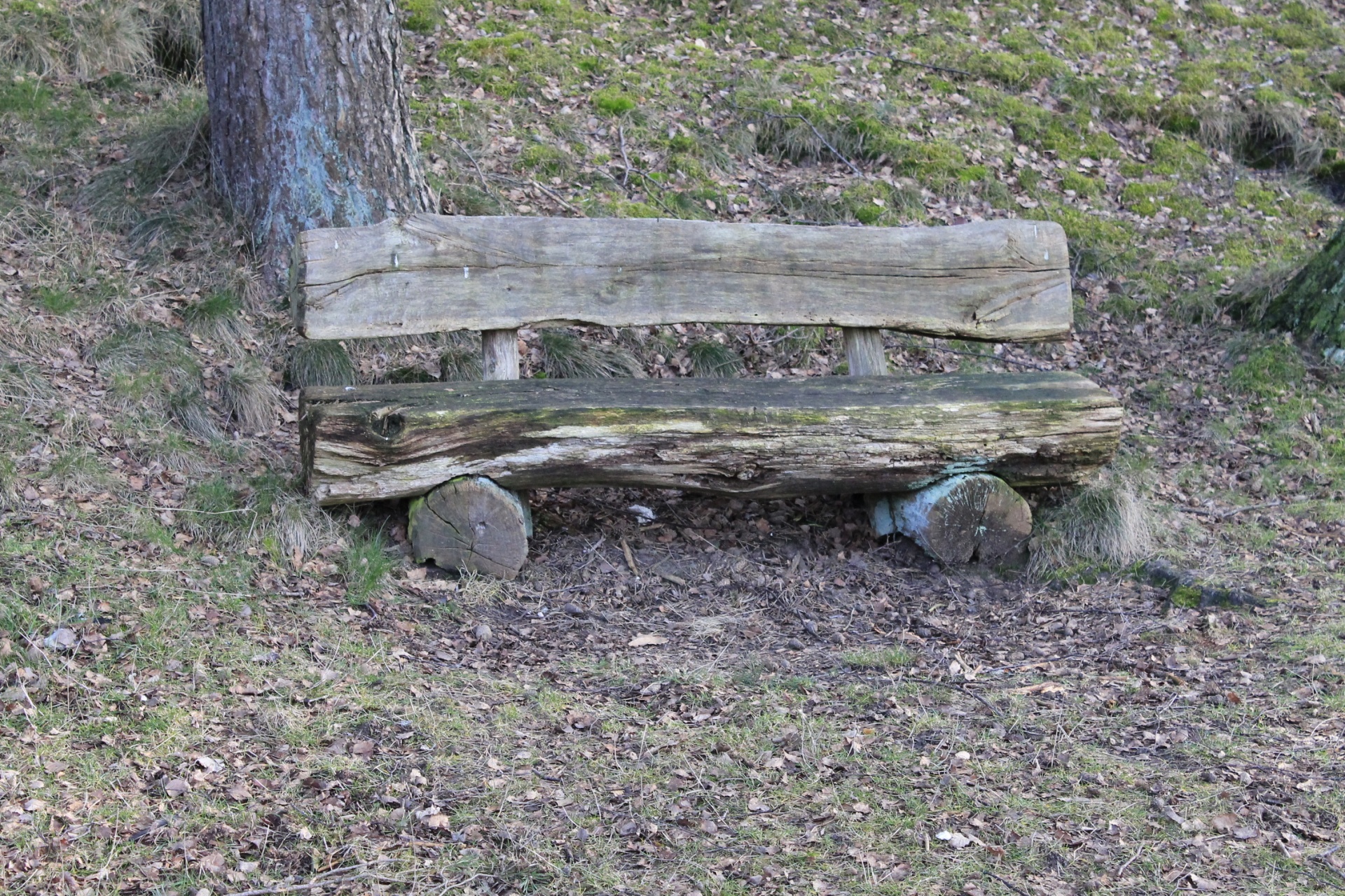 bench woods sit free photo