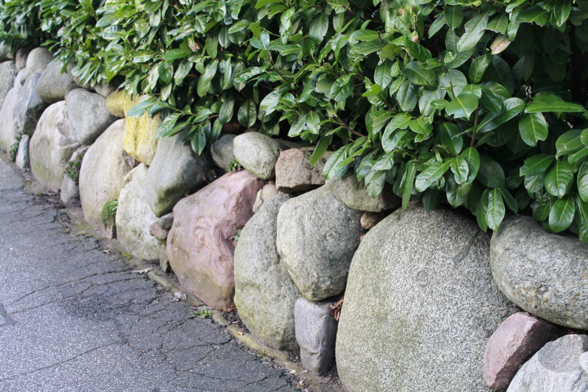 wall flower stone free photo