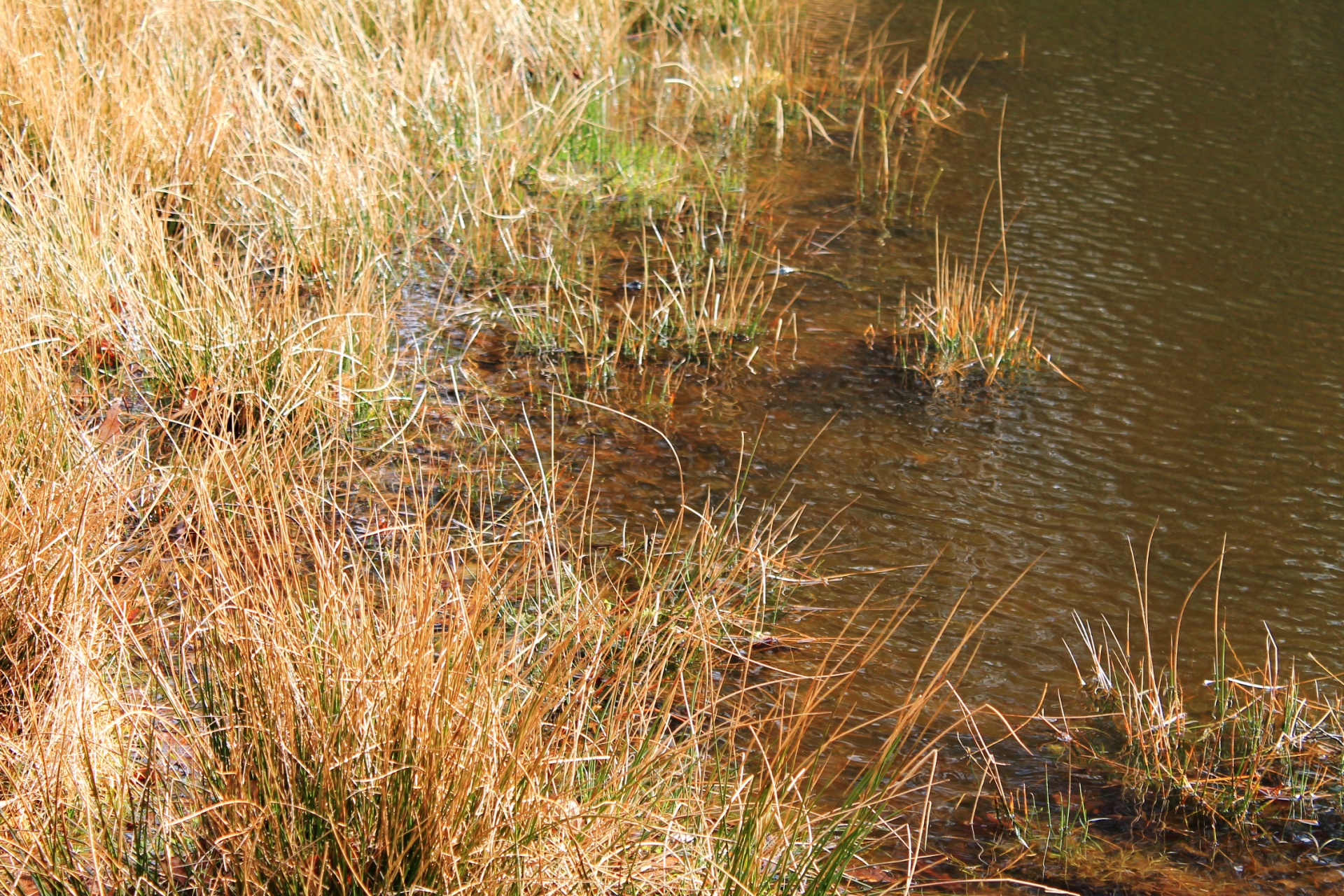 water island grass free photo