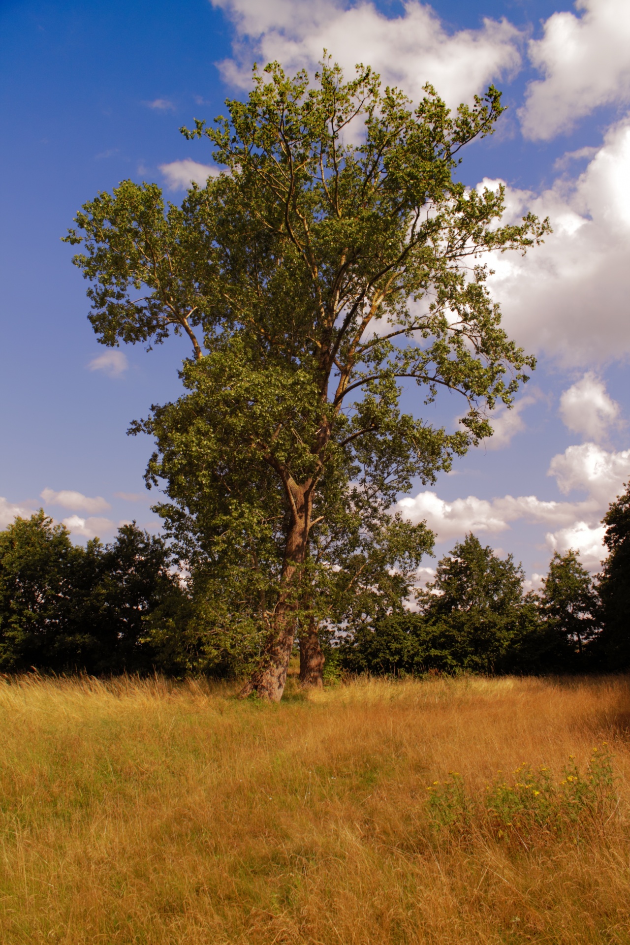 tree nature landscape free photo