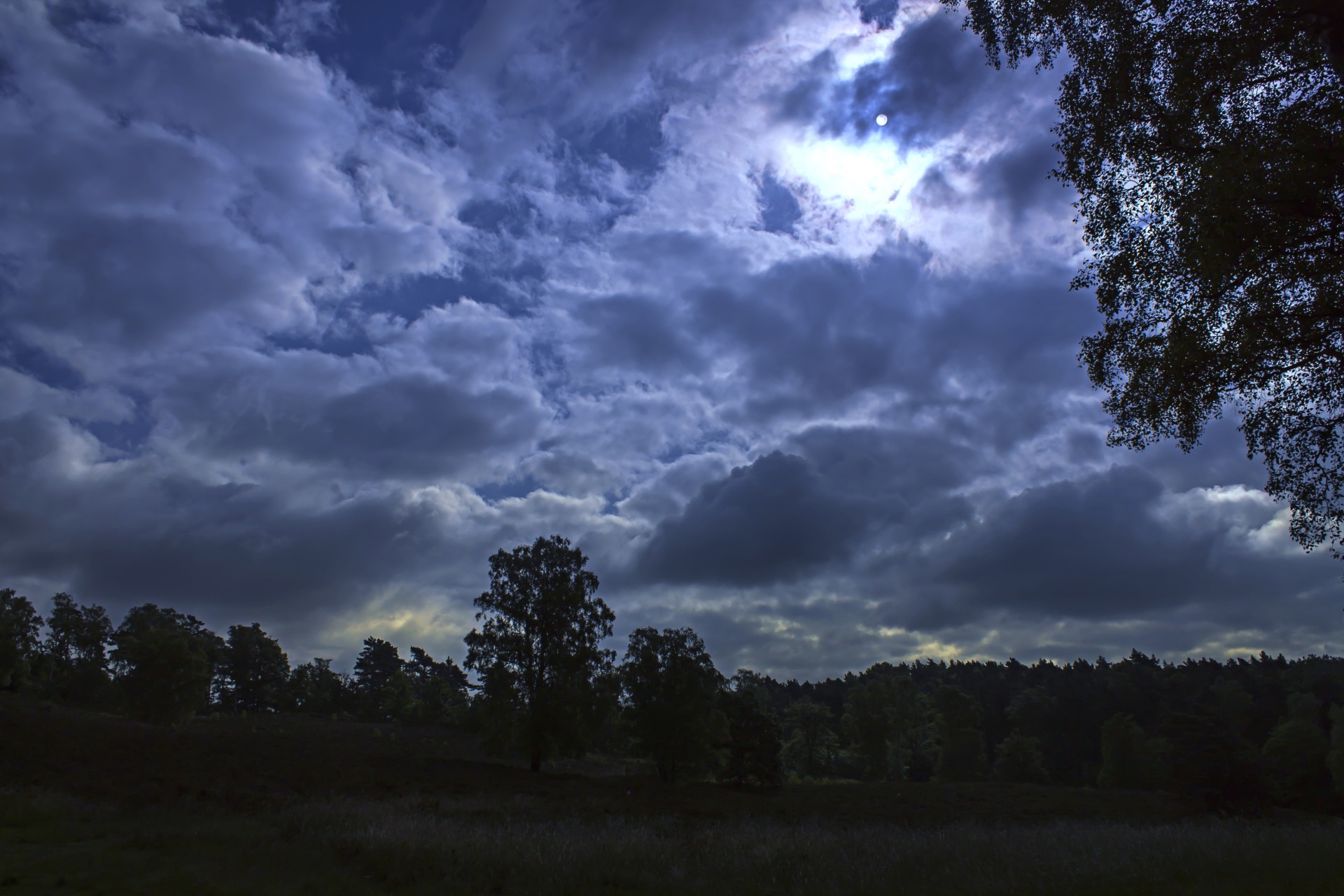 night blue forest free photo