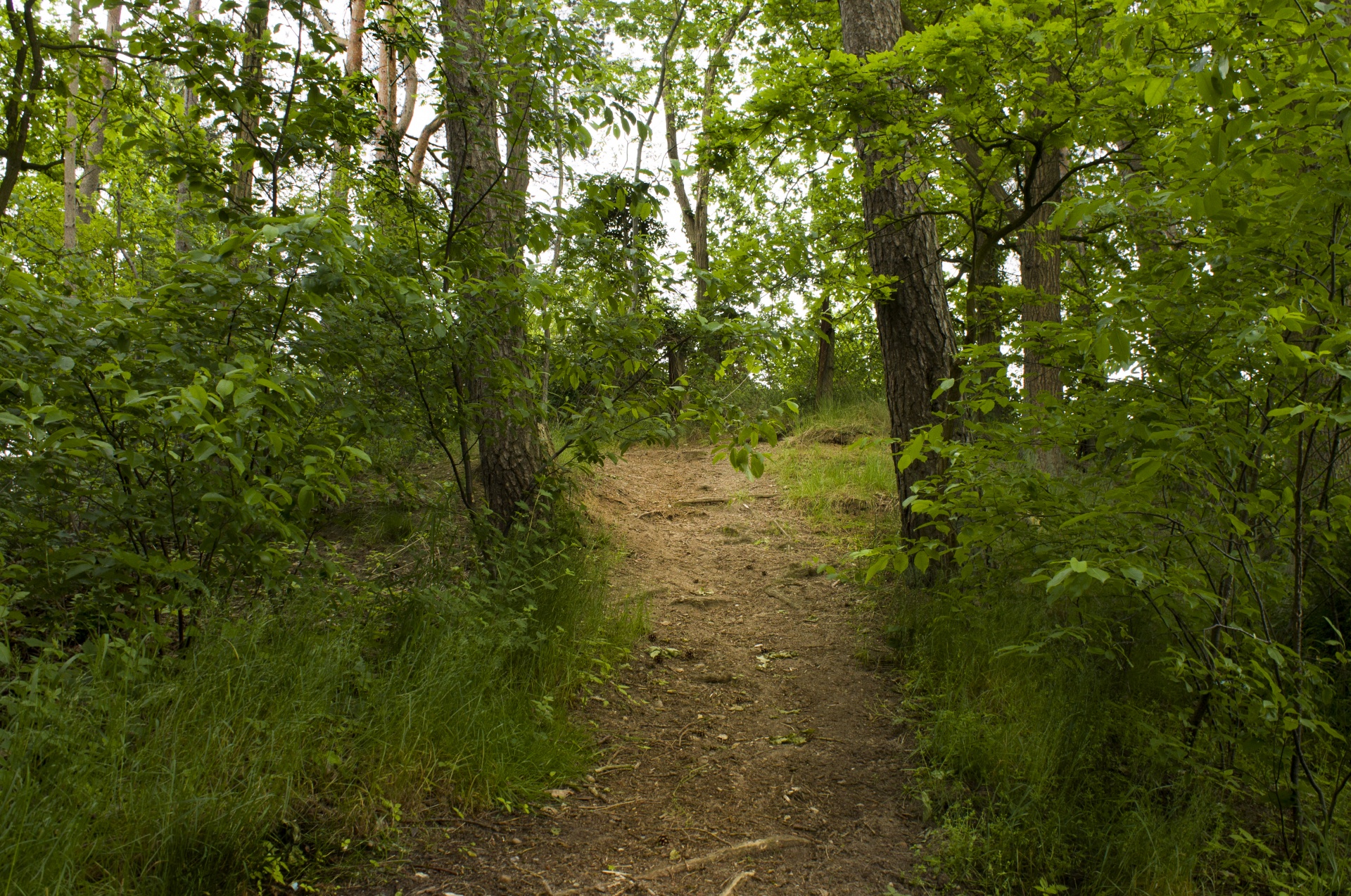 forest path trees free photo