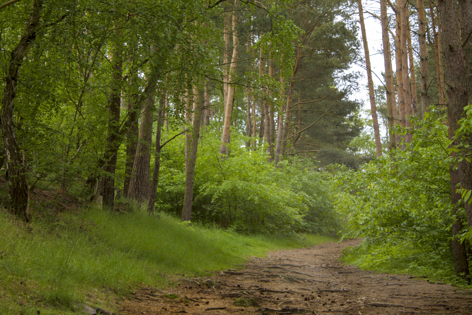 forest path tree free photo