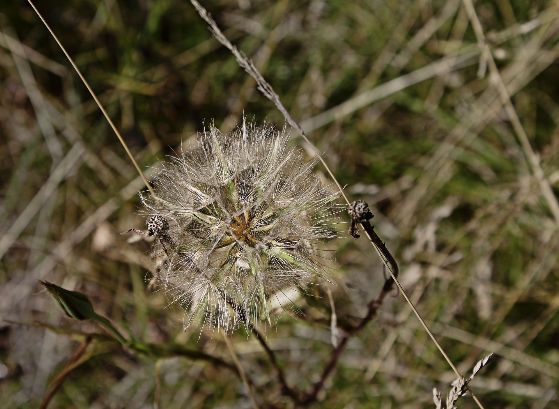 dandelion little blossom free photo