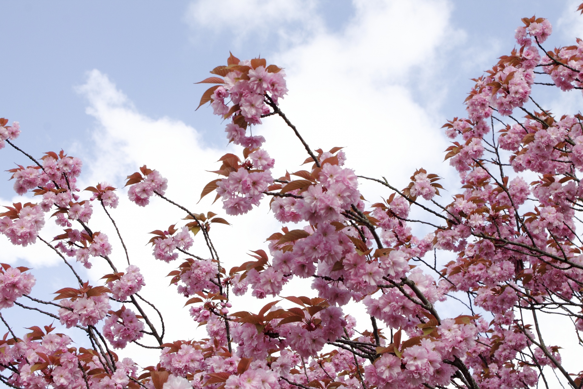 cherry blossoms tree free photo