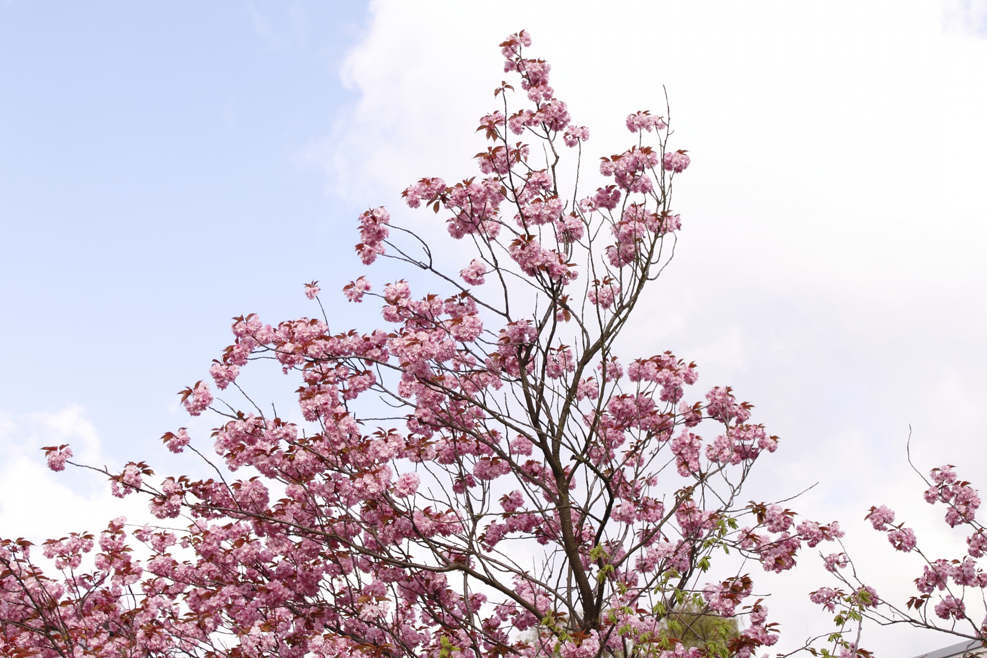 cherry blossoms tree free photo