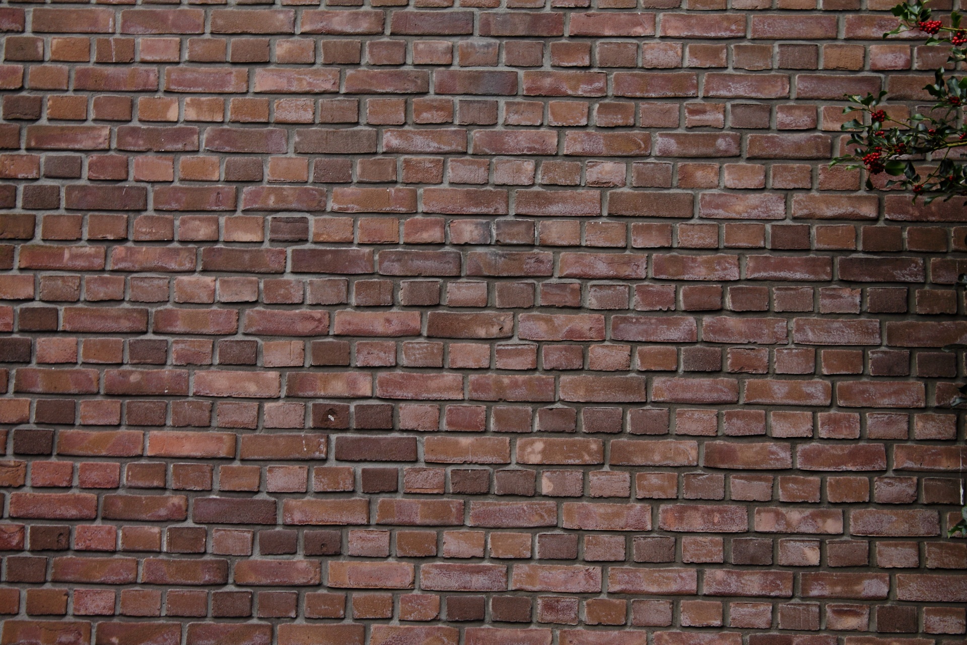 brick wall red free photo