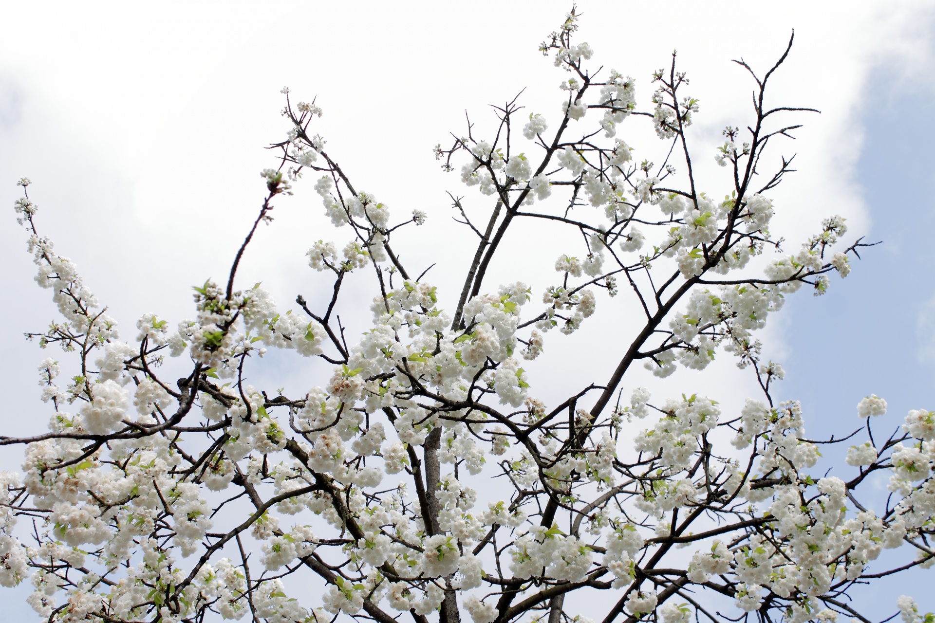 cherry blossoms tree free photo