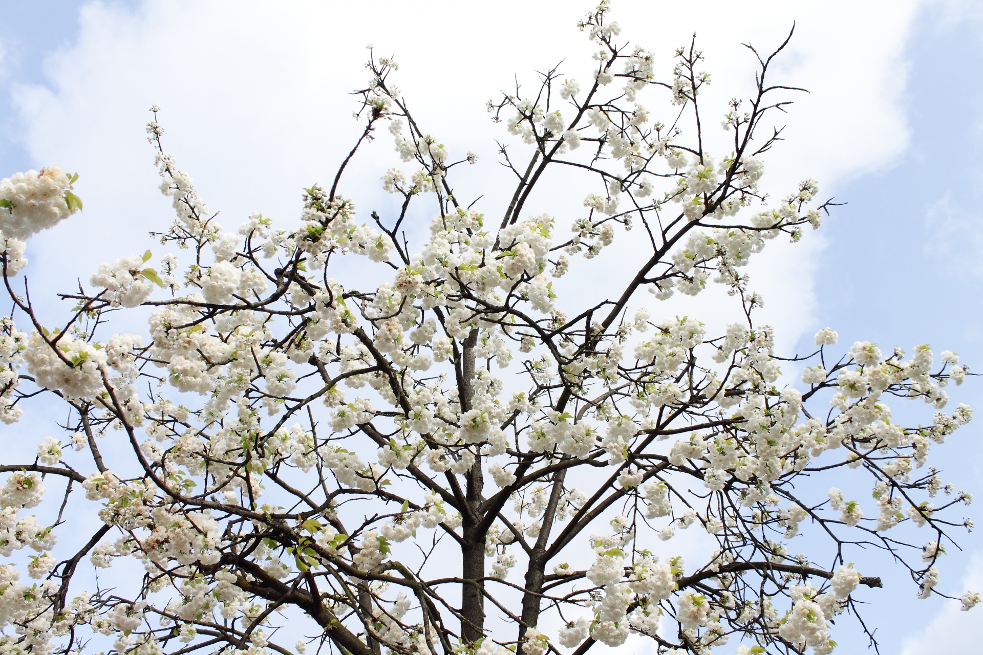 cherry blossoms tree free photo