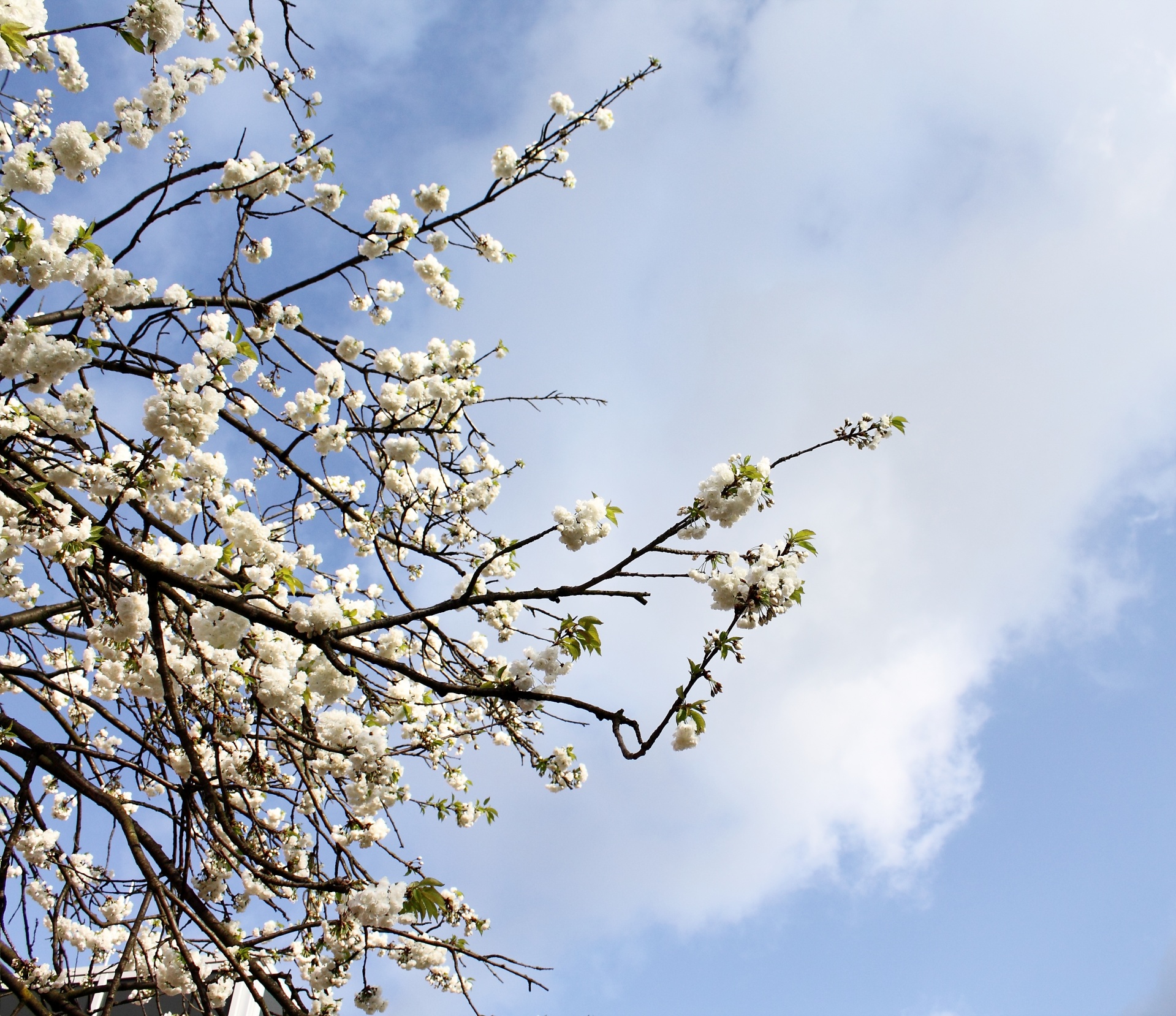 cherry blossoms tree free photo