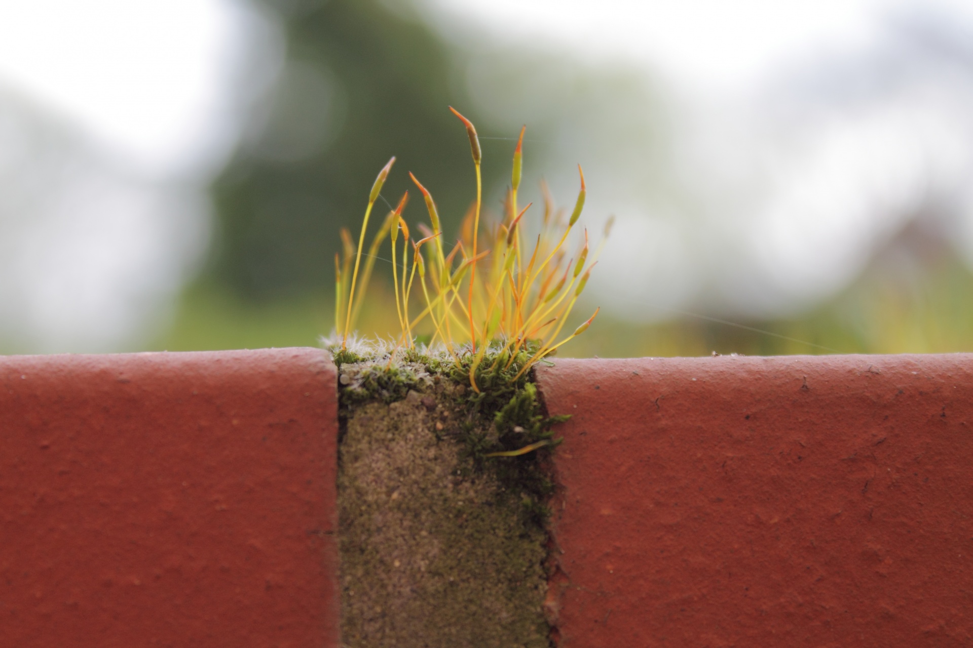 weed plant macro free photo