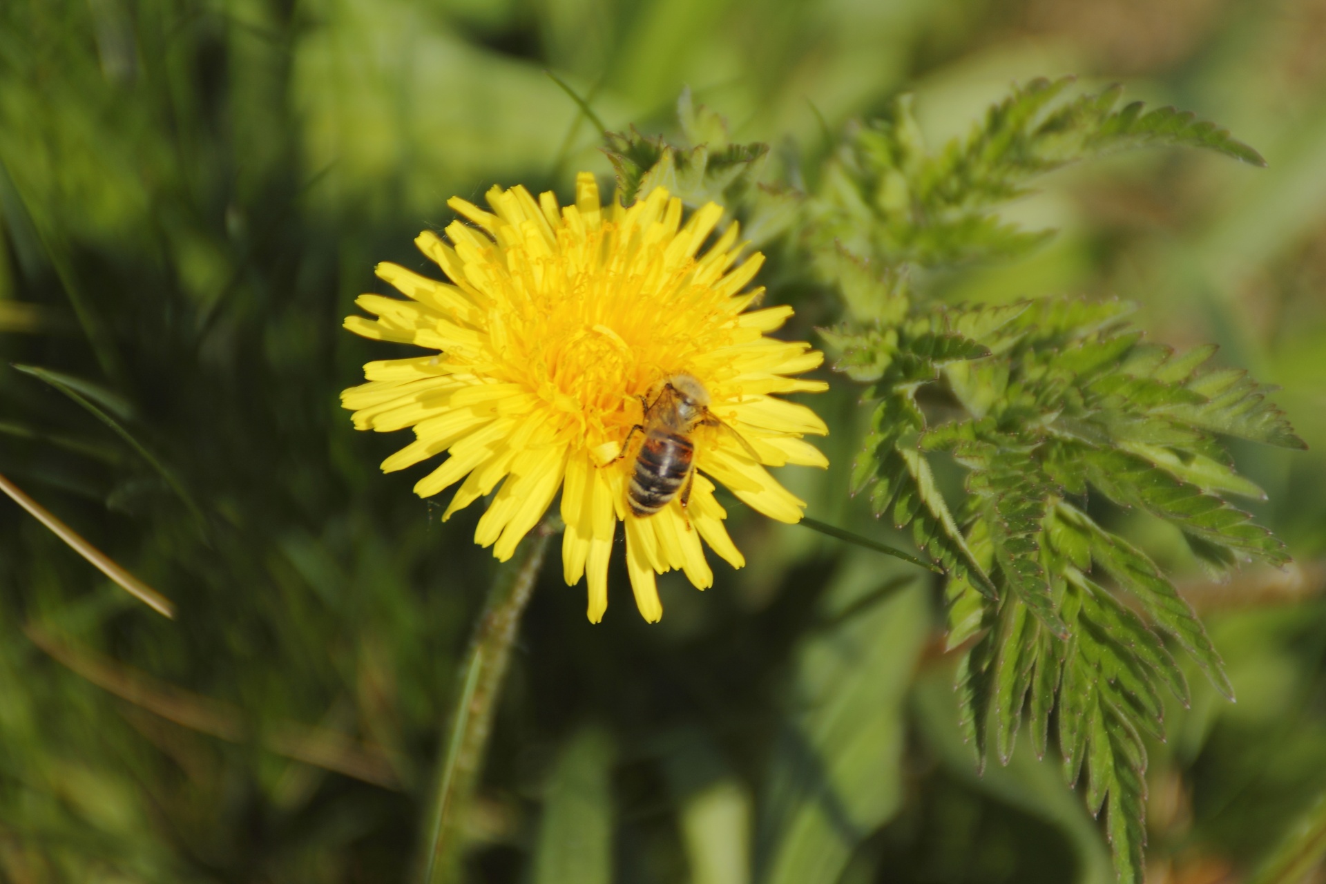 flower bee yellow free photo