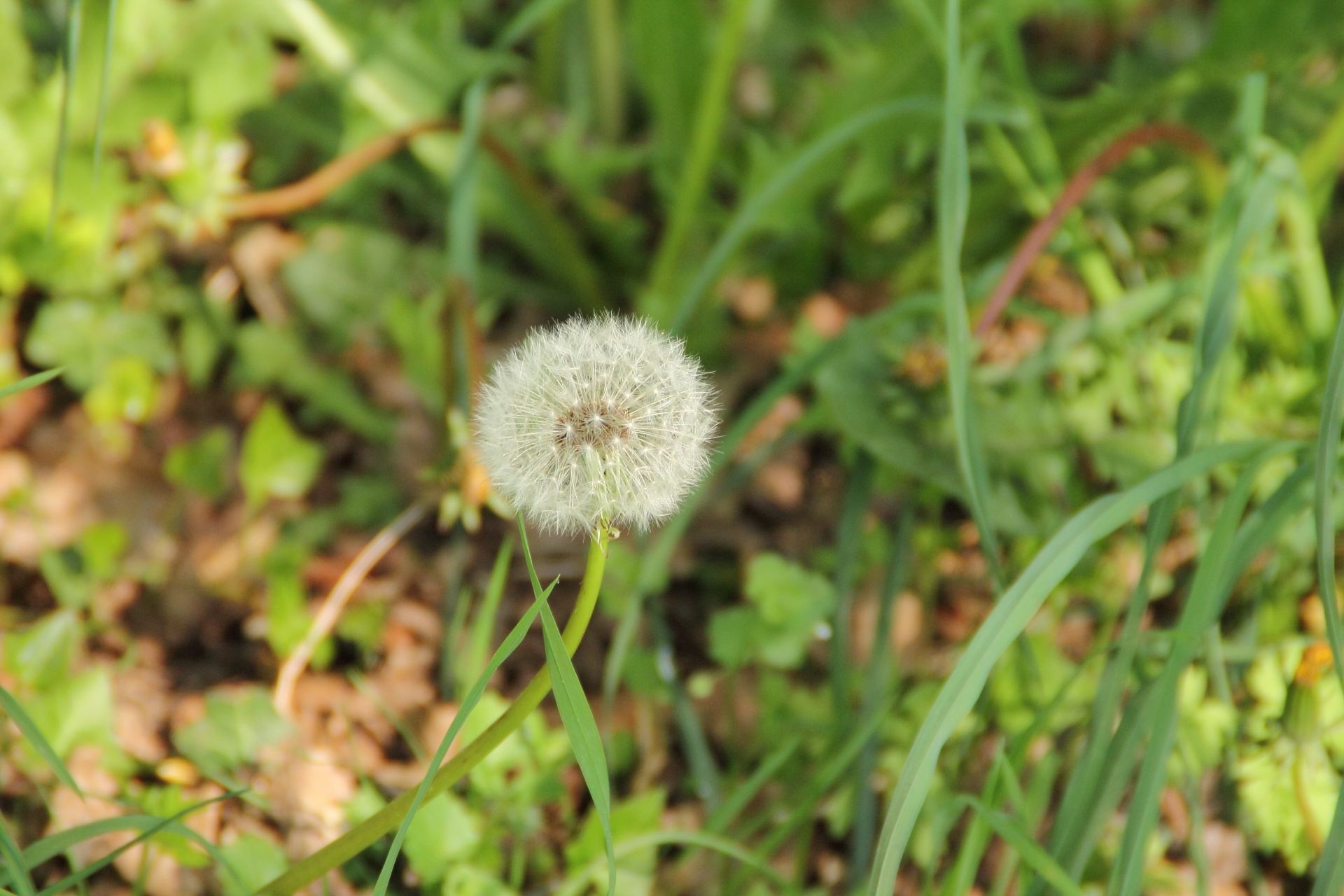 dandelion little blossom free photo