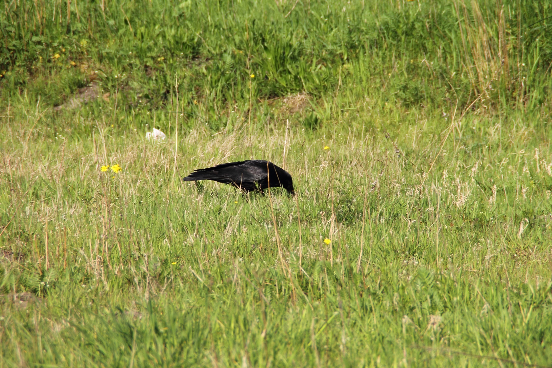 raven crow bird free photo