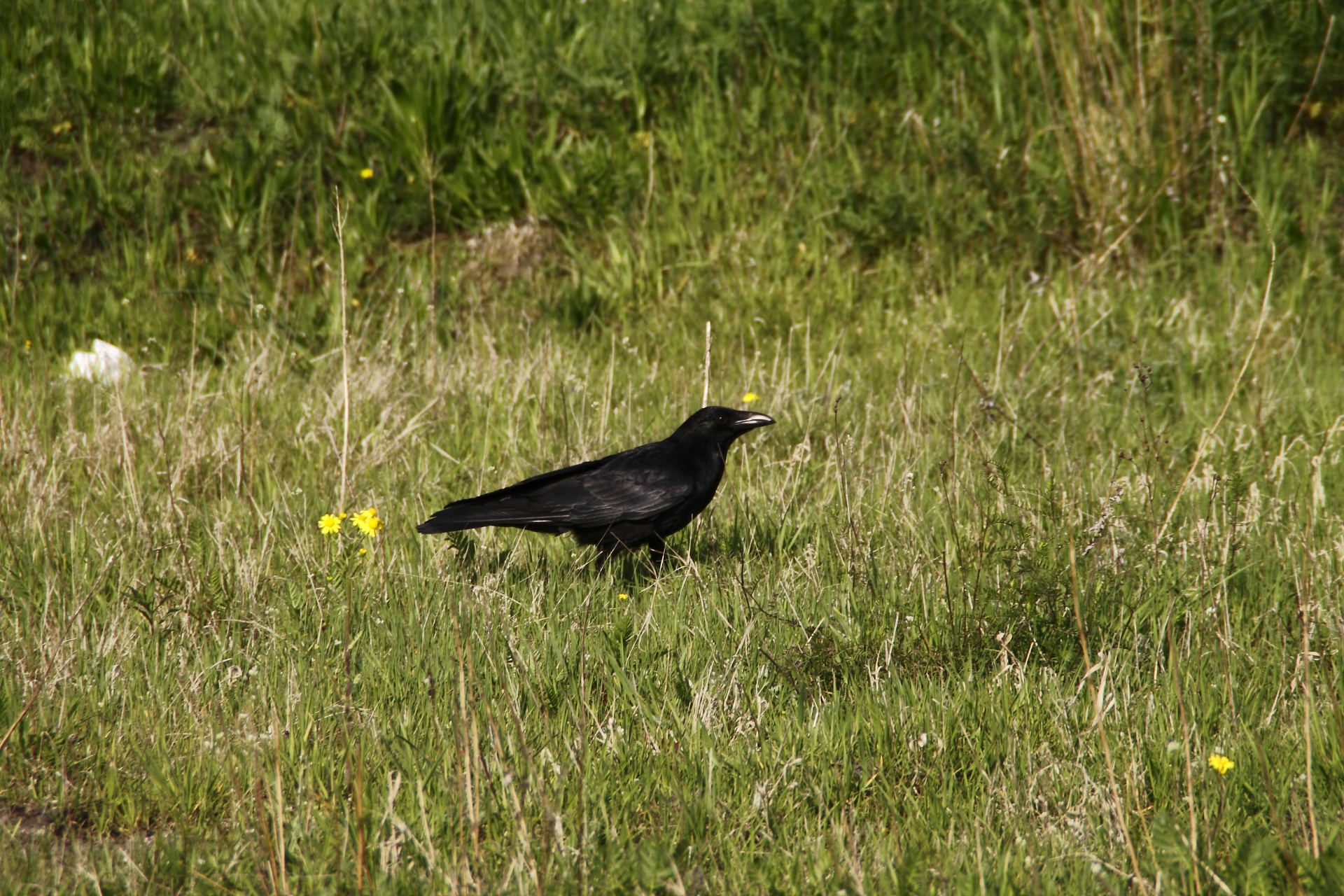 raven crow bird free photo