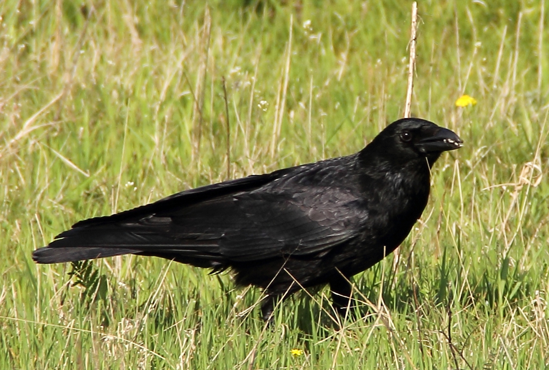 raven crow bird free photo