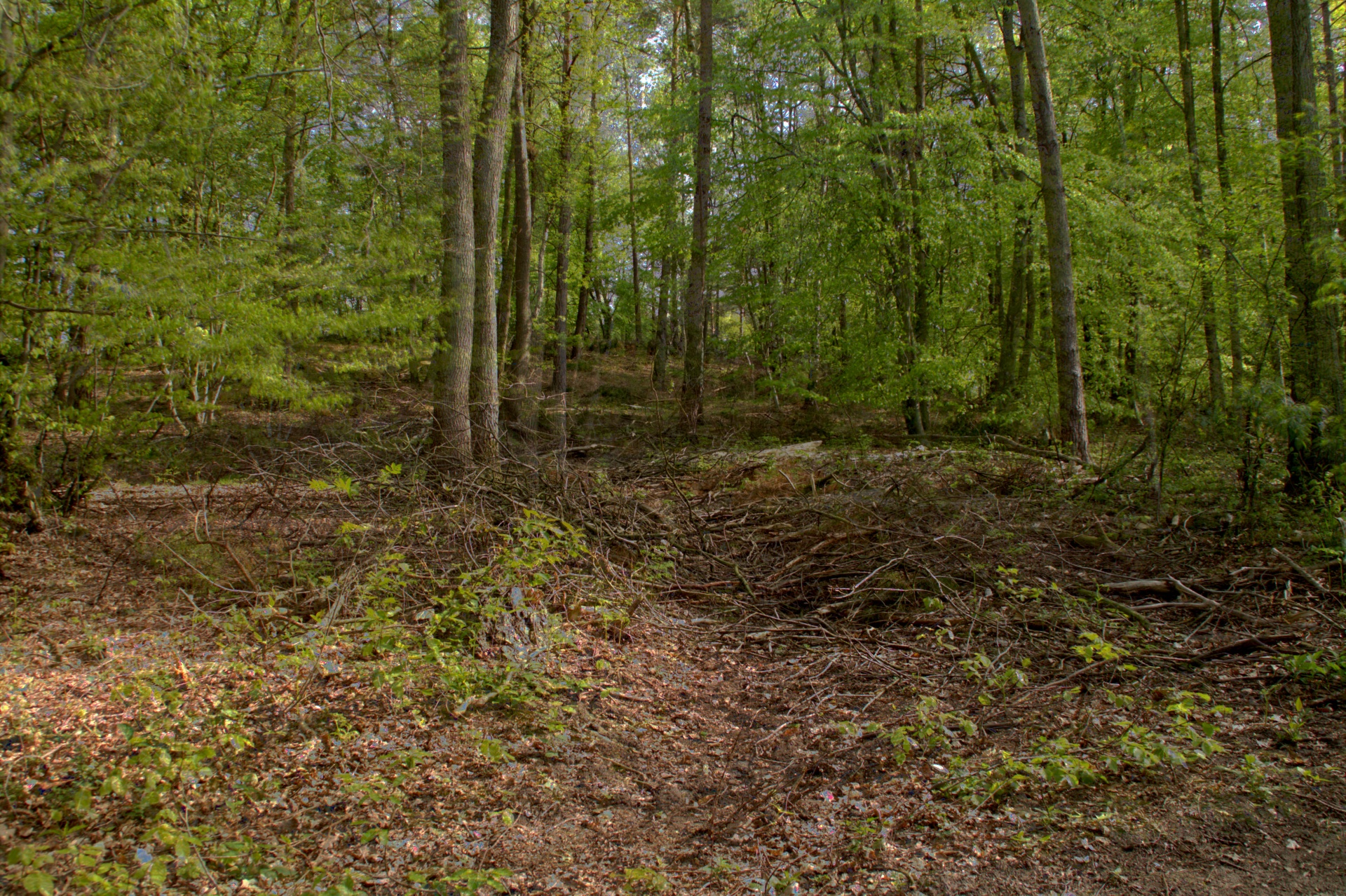 forest path tree free photo