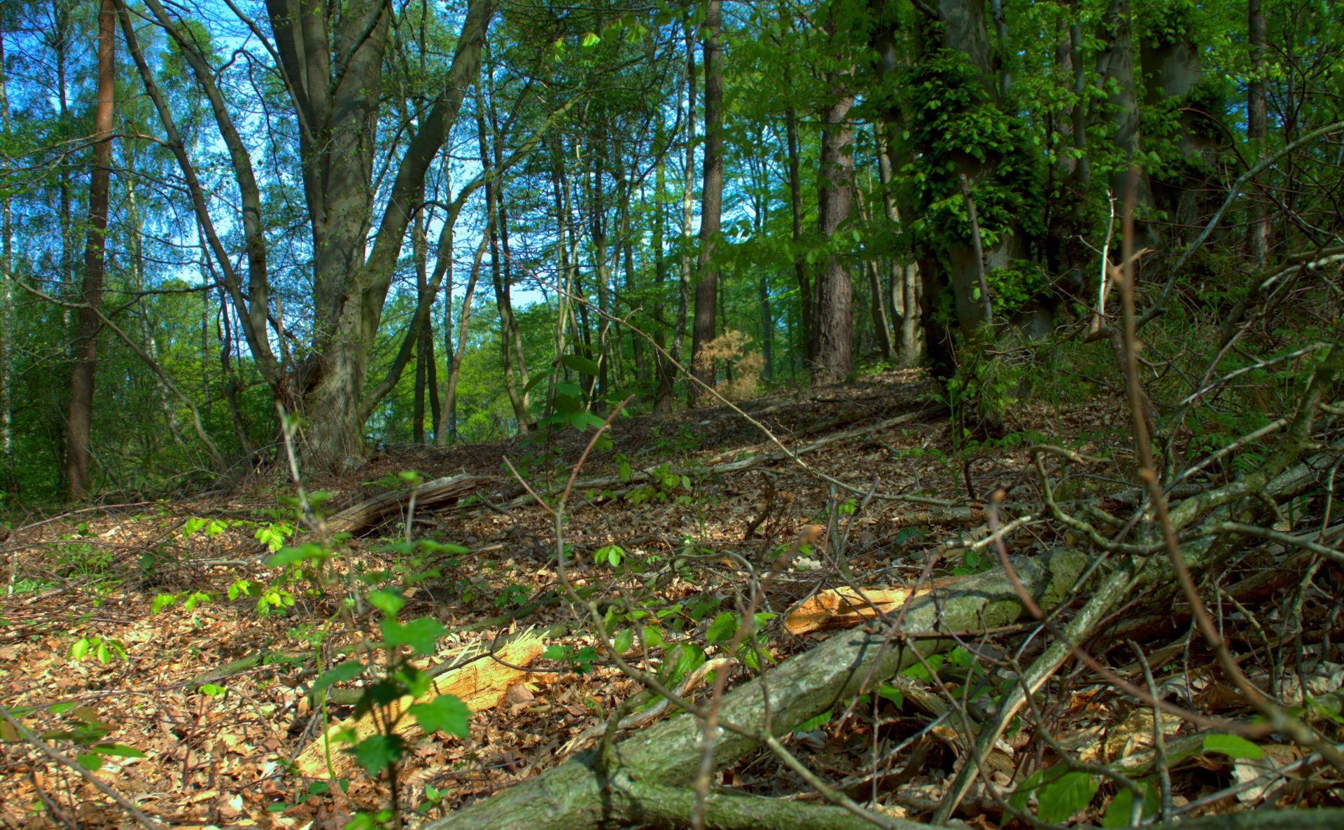 forest path tree free photo