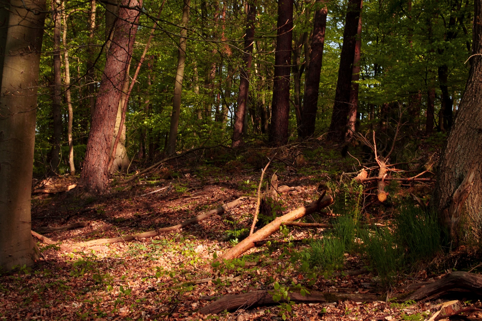 forest path tree free photo