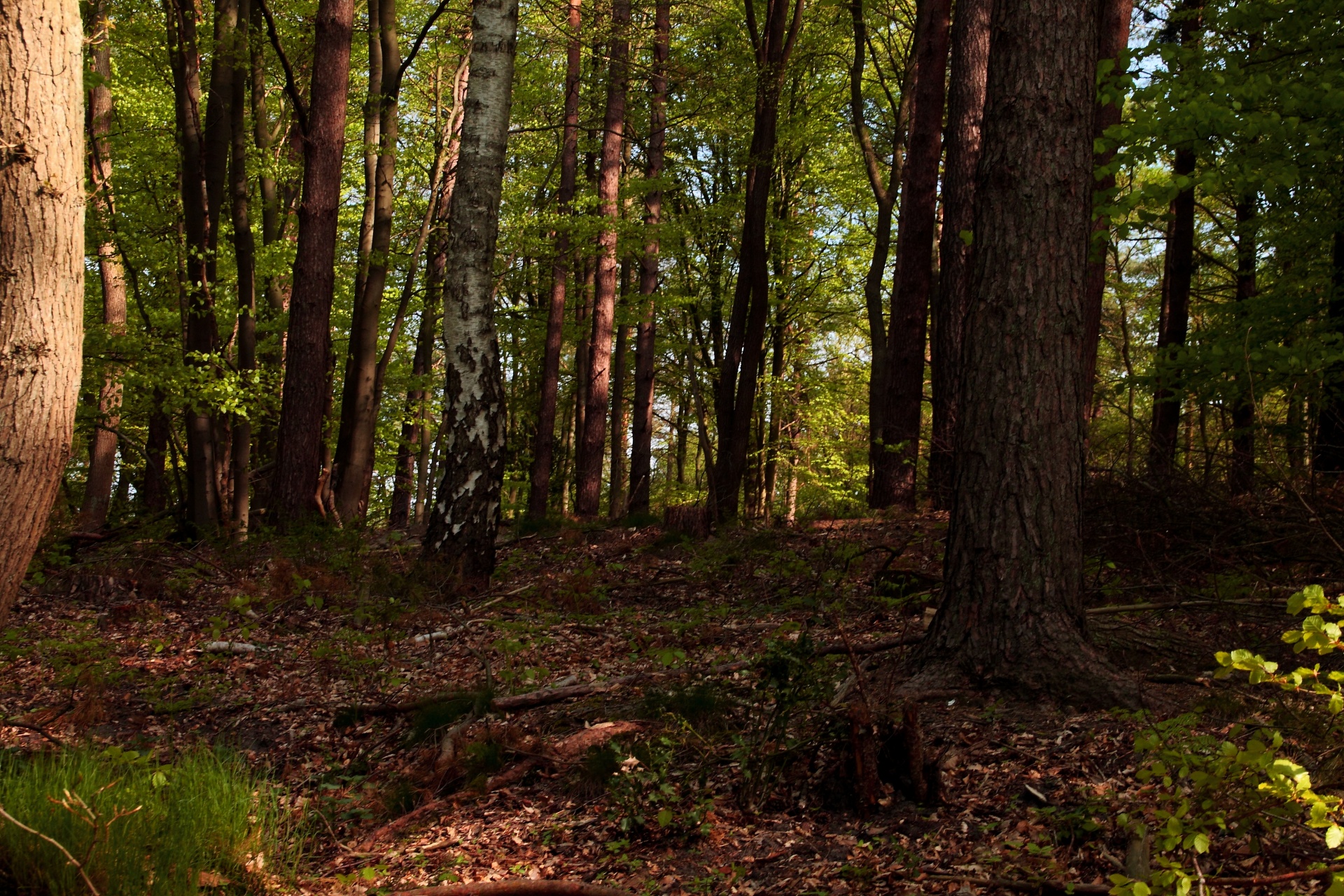 forest path tree free photo