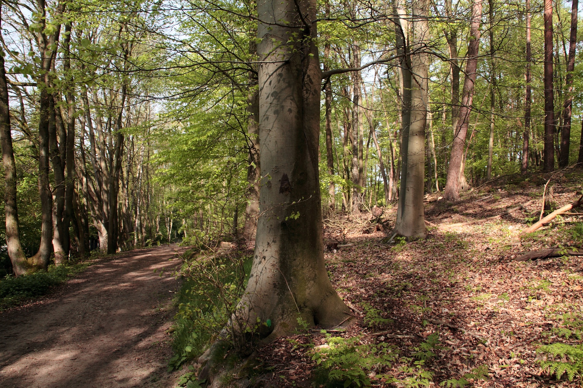 forest path tree free photo