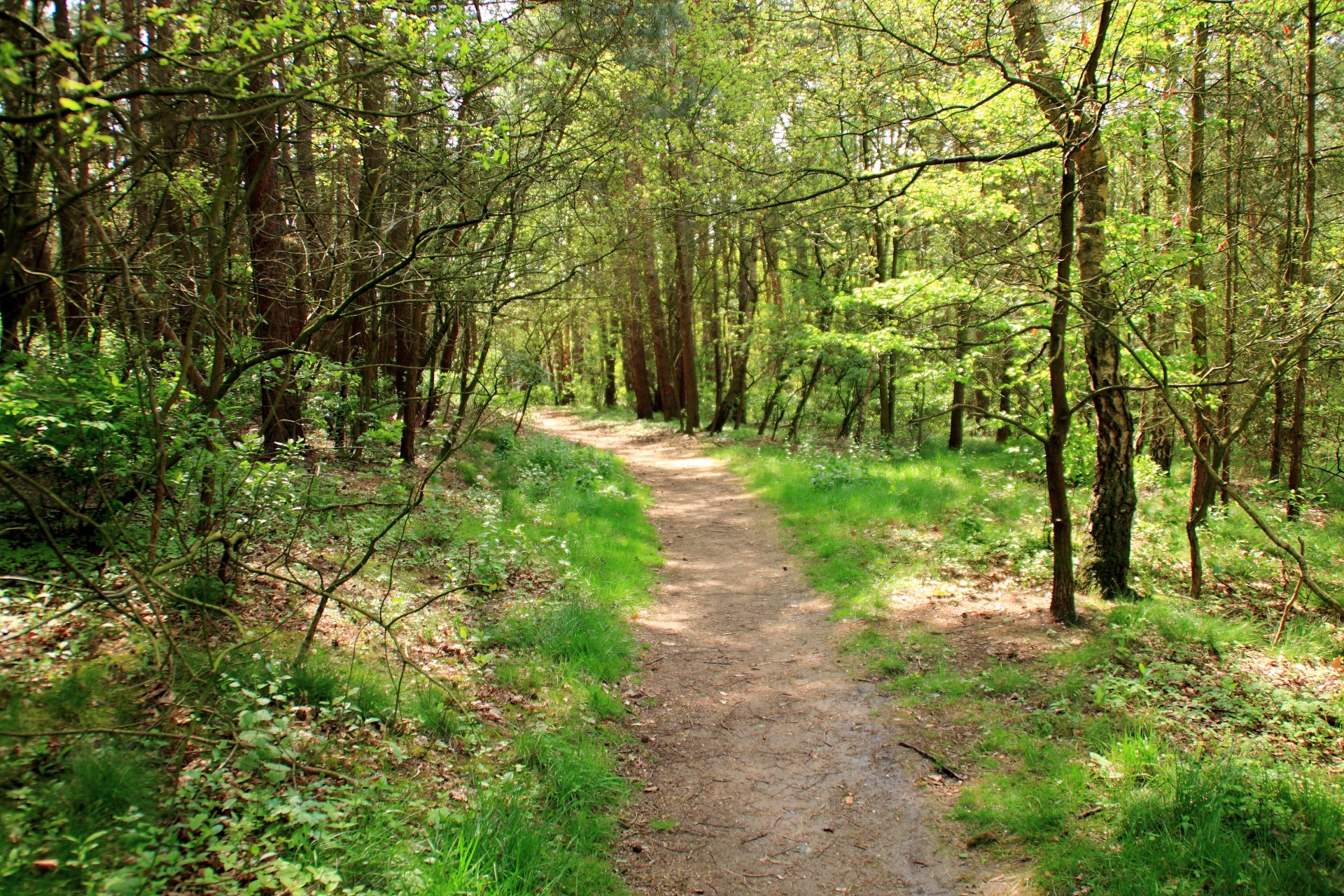 forest path tree free photo