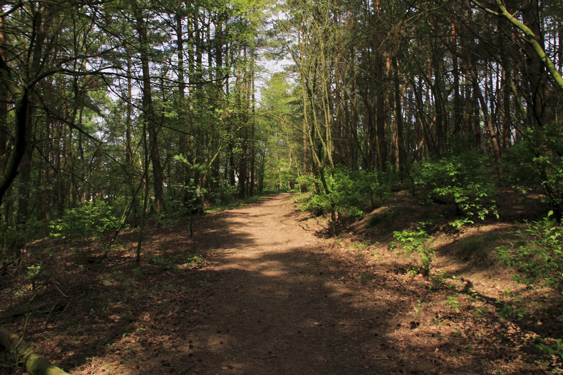 forest path tree free photo