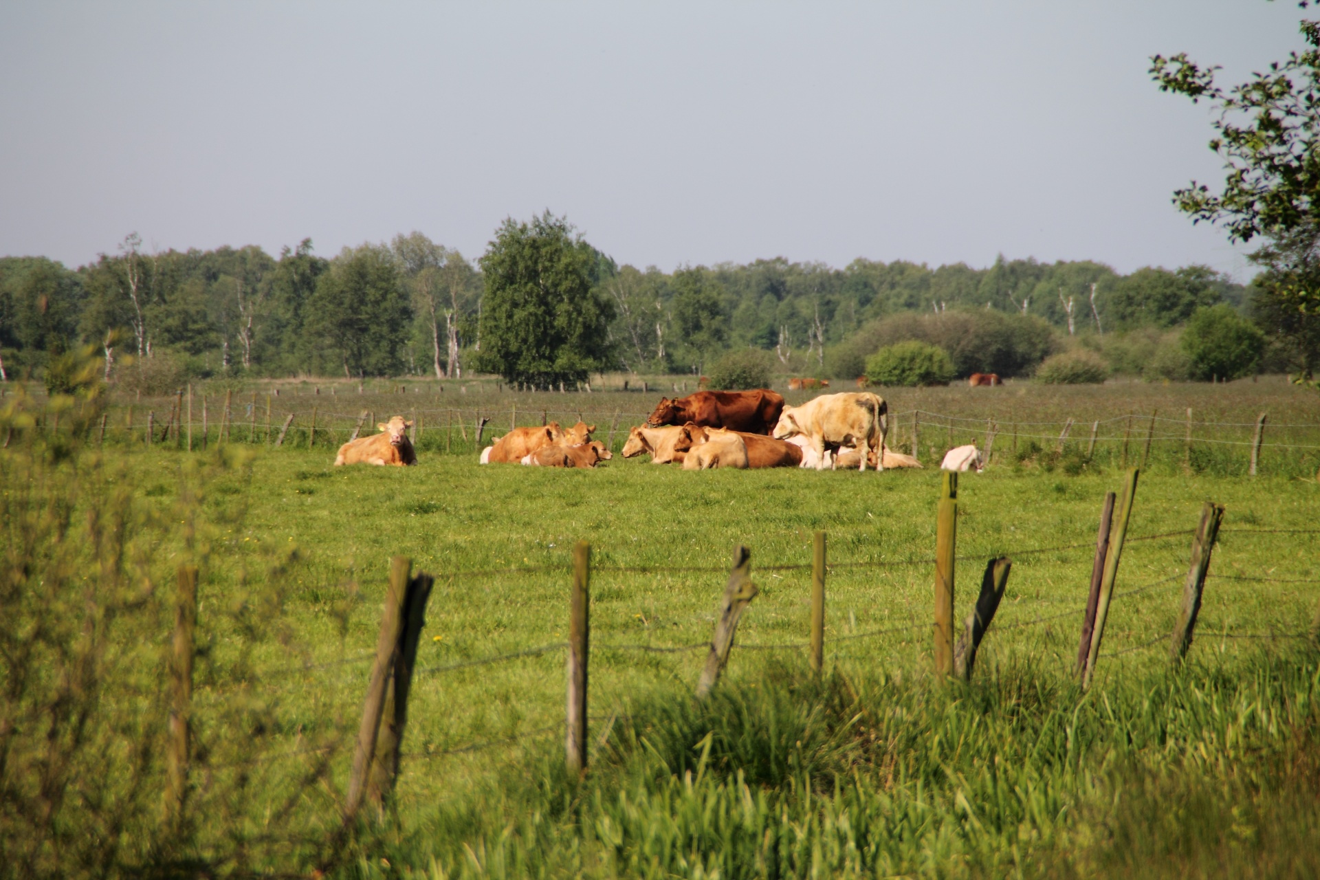 cows landscape herd free photo