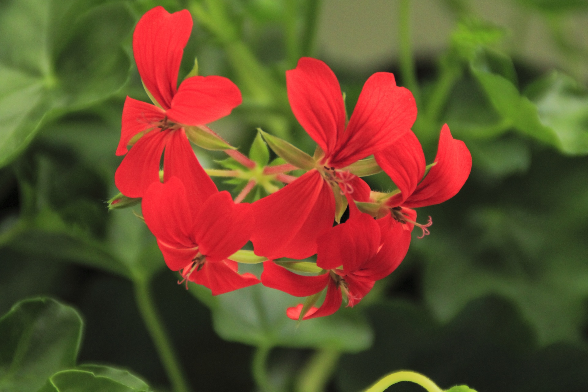 geranium flower red free photo