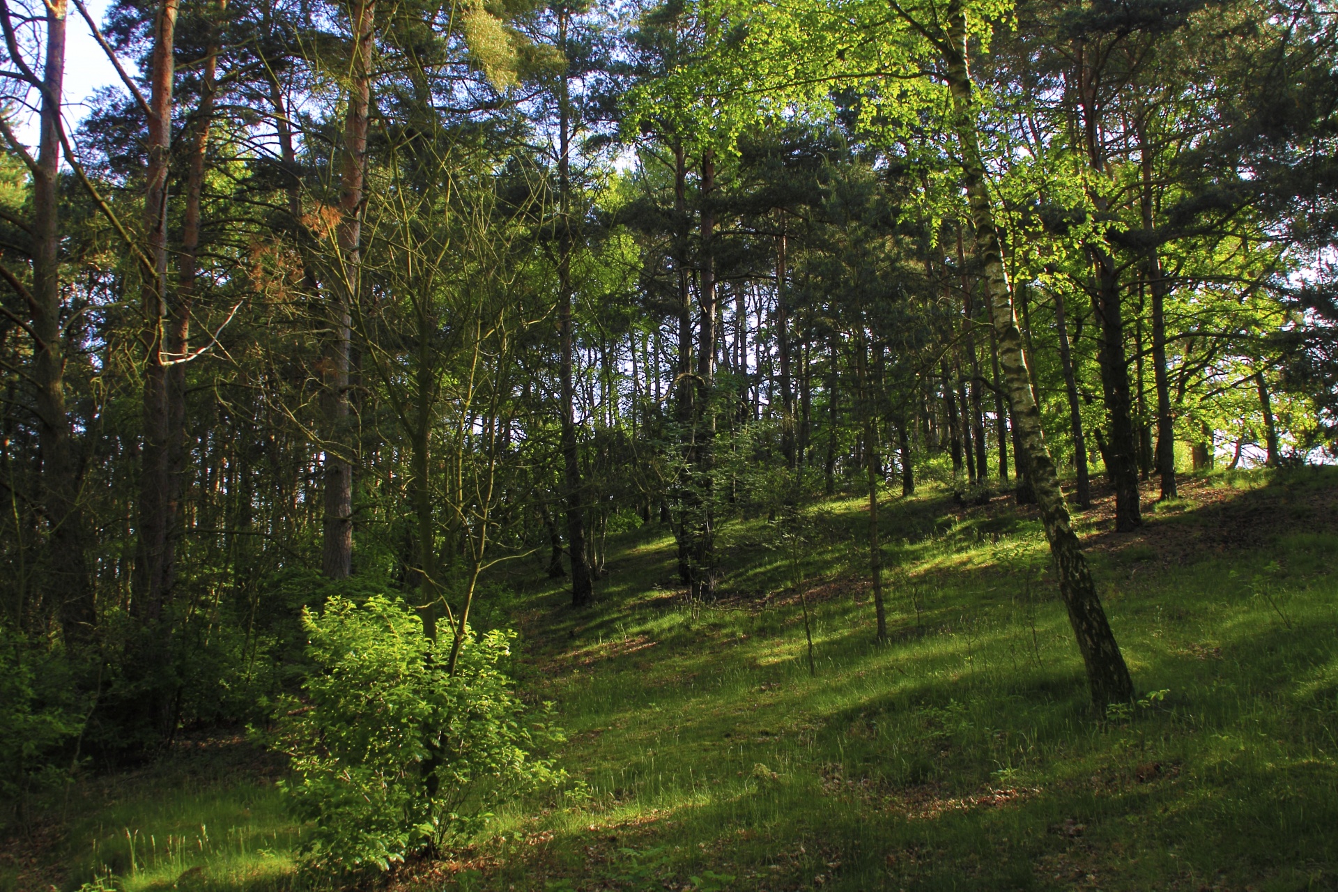 forest path tree free photo