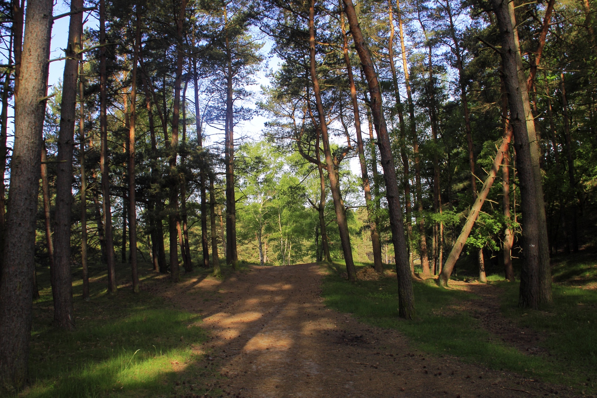 forest path tree free photo