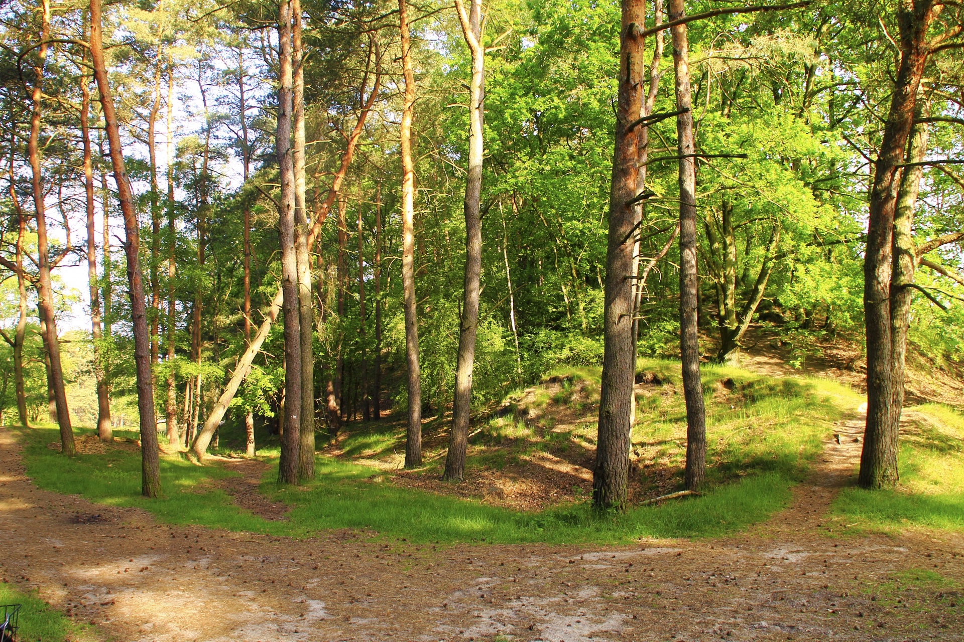 forest path tree free photo