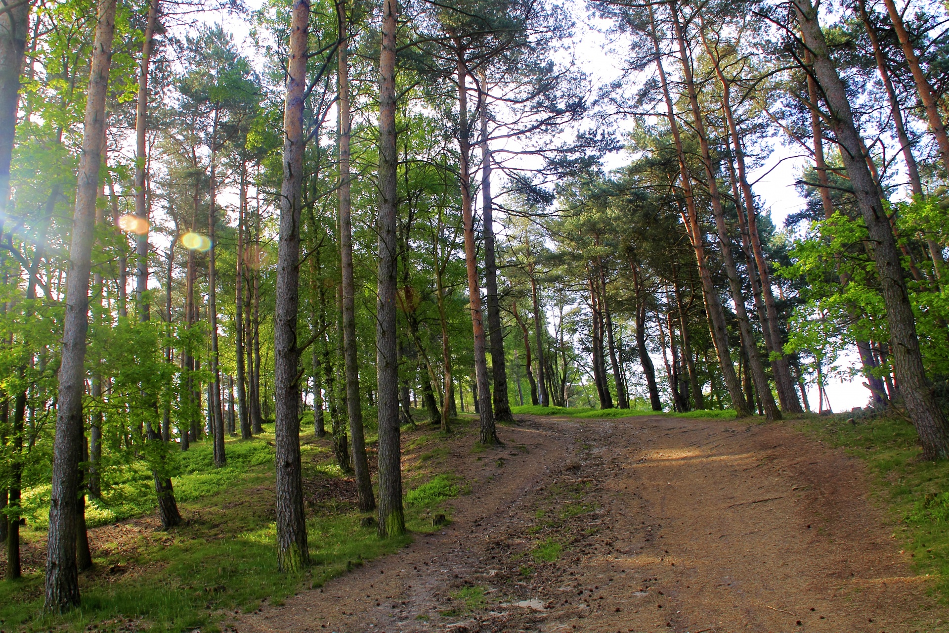 forest path tree free photo