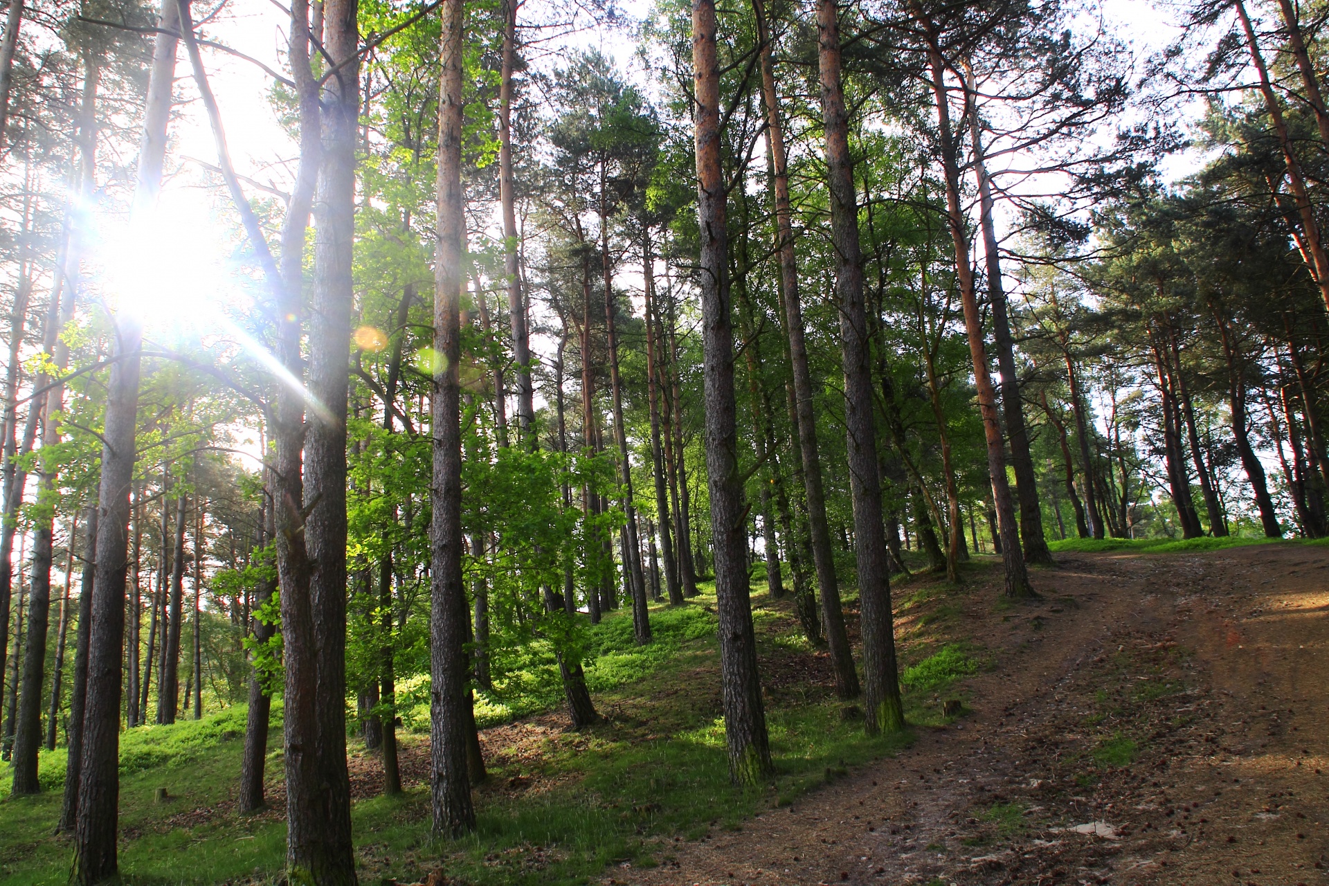 forest path tree free photo