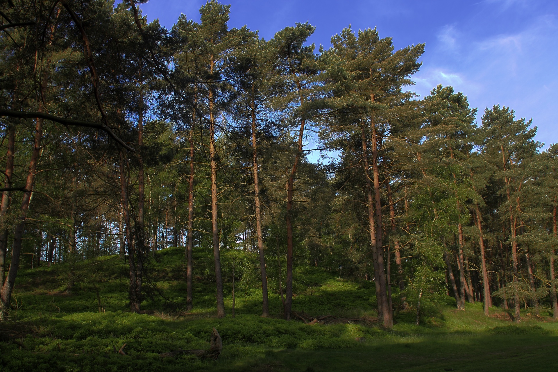 forest path tree free photo