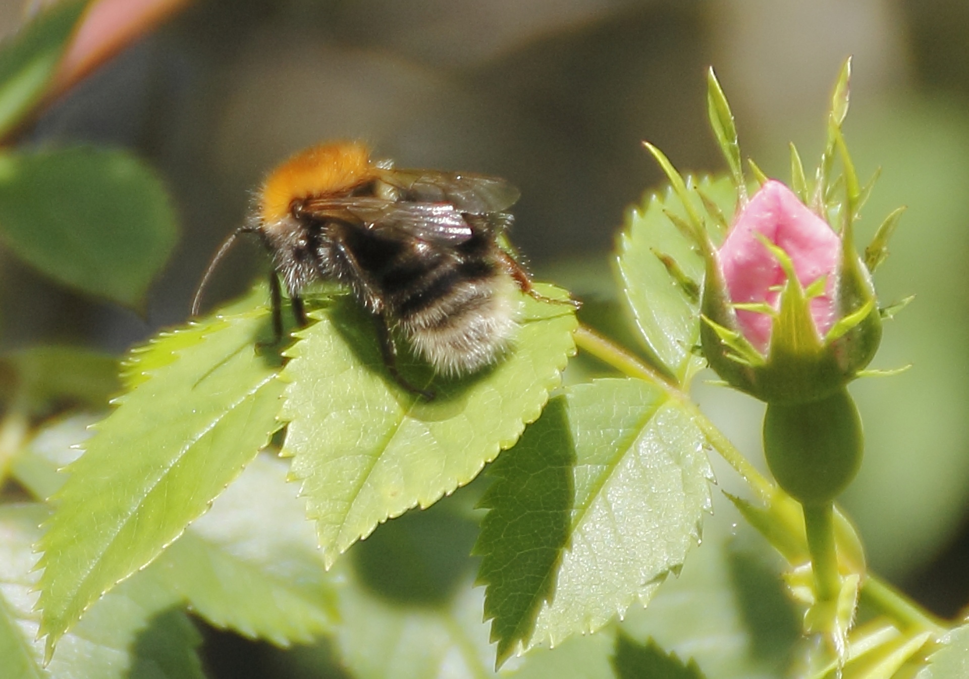 bumblebee flower insect free photo