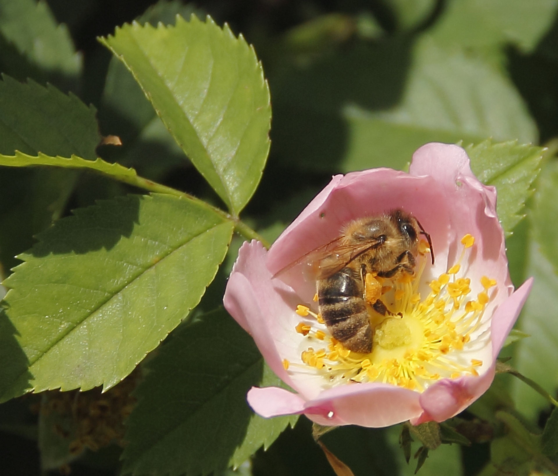 bee insect bloom free photo