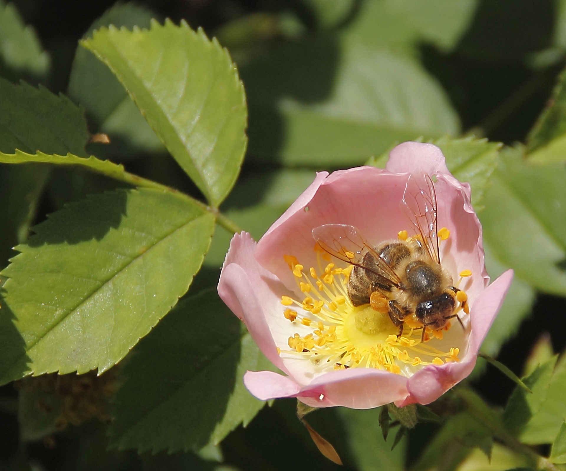 bee insect bloom free photo