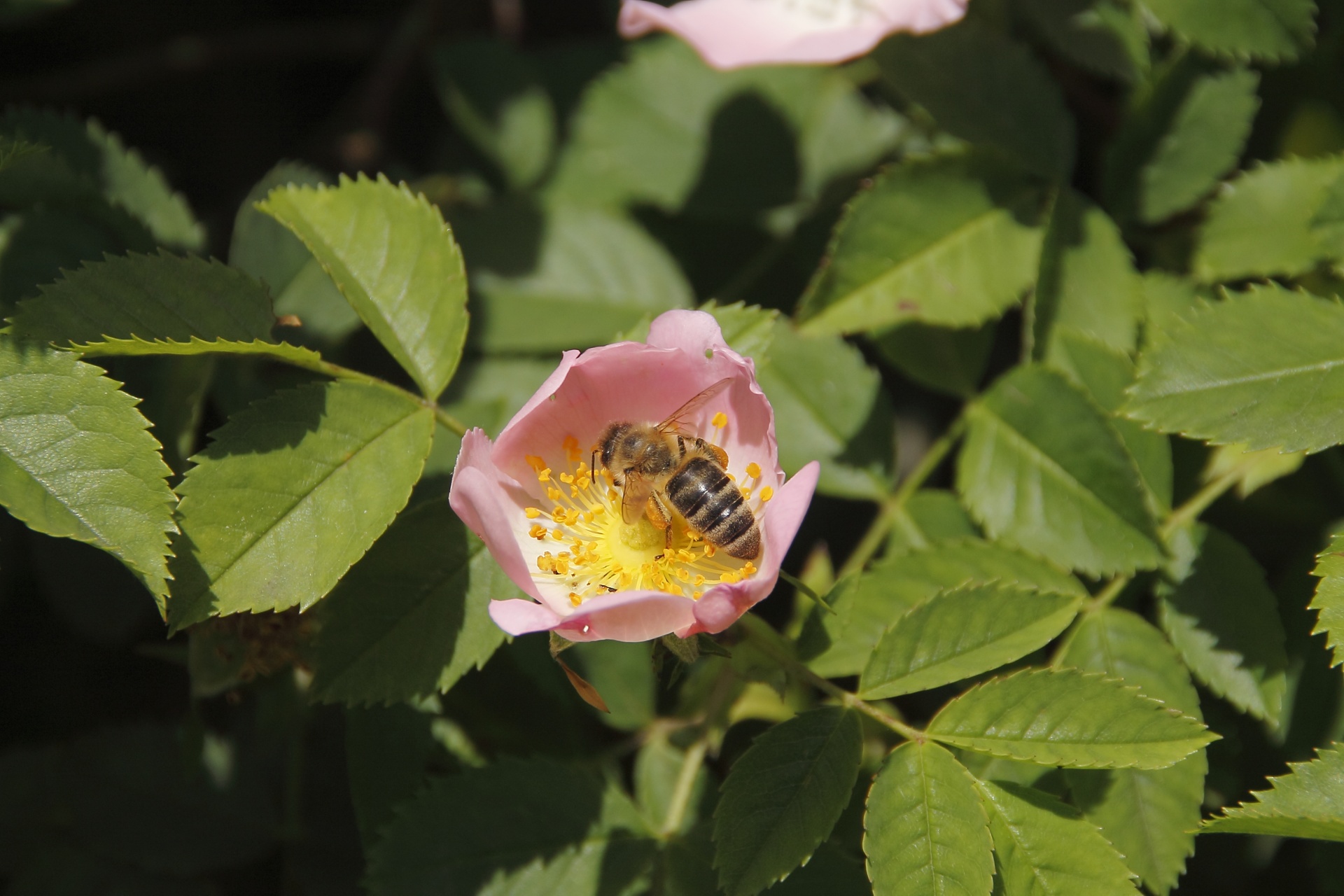 bee insect bloom free photo