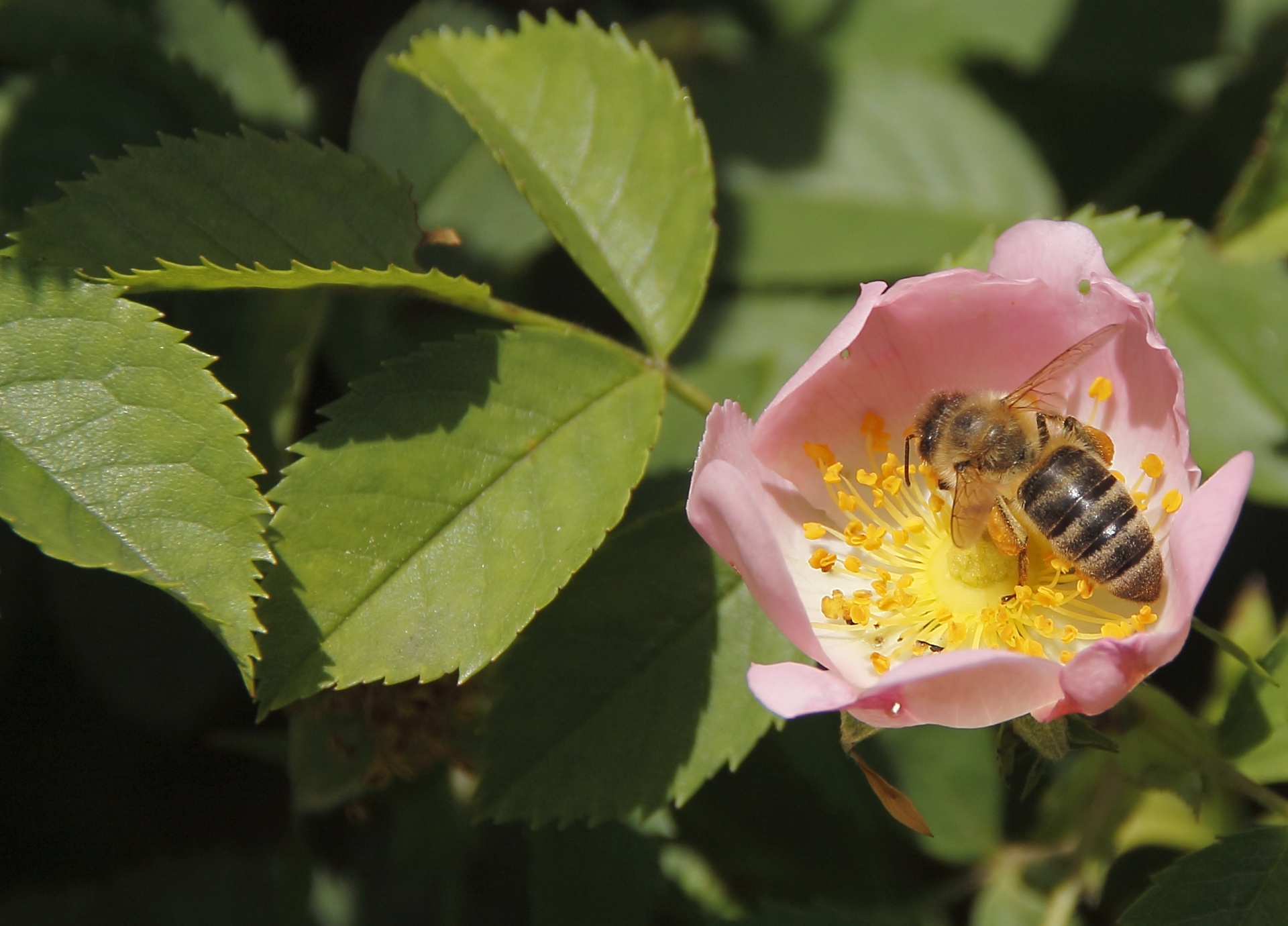 bee insect bloom free photo