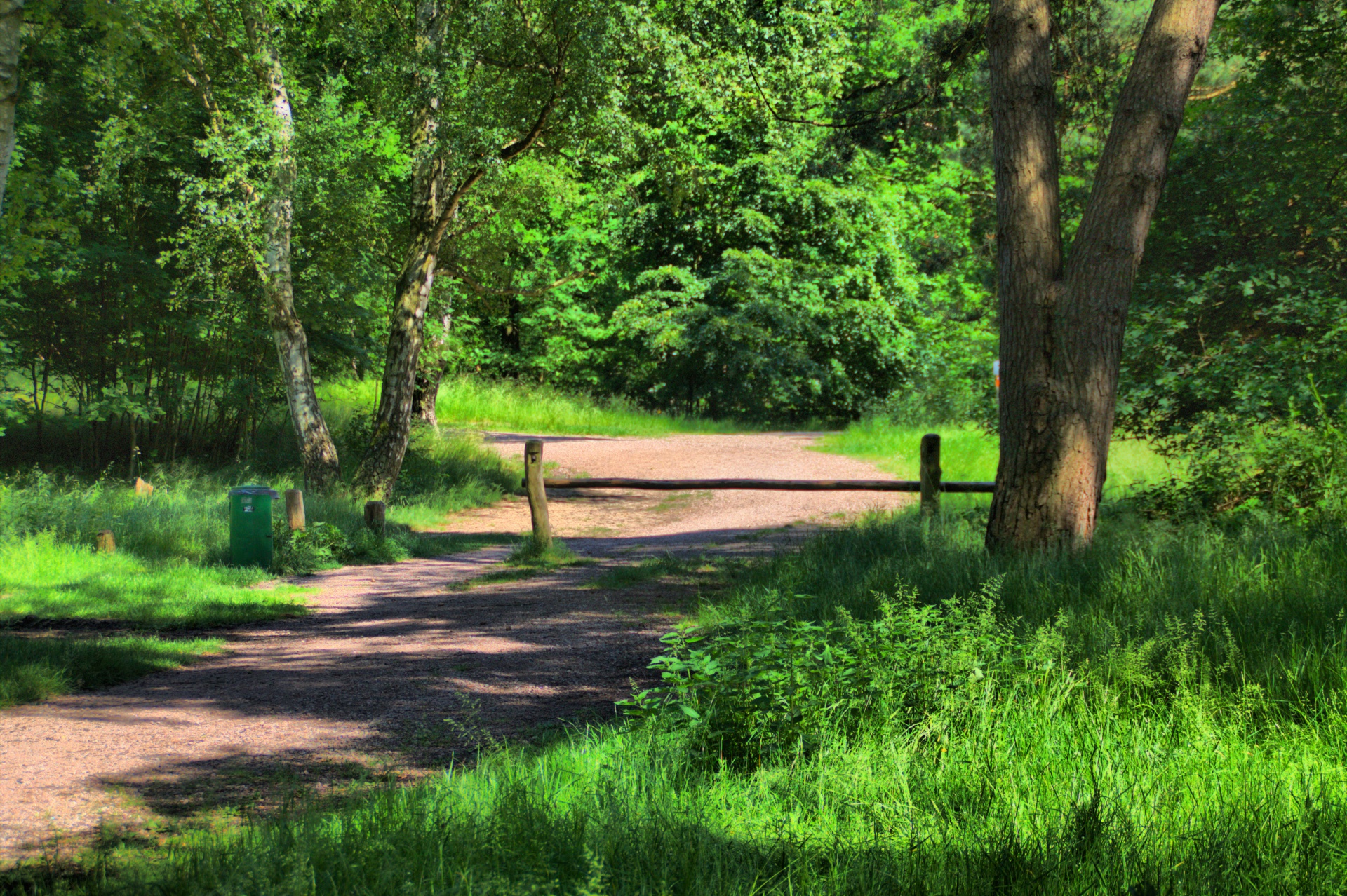 forest path tree free photo