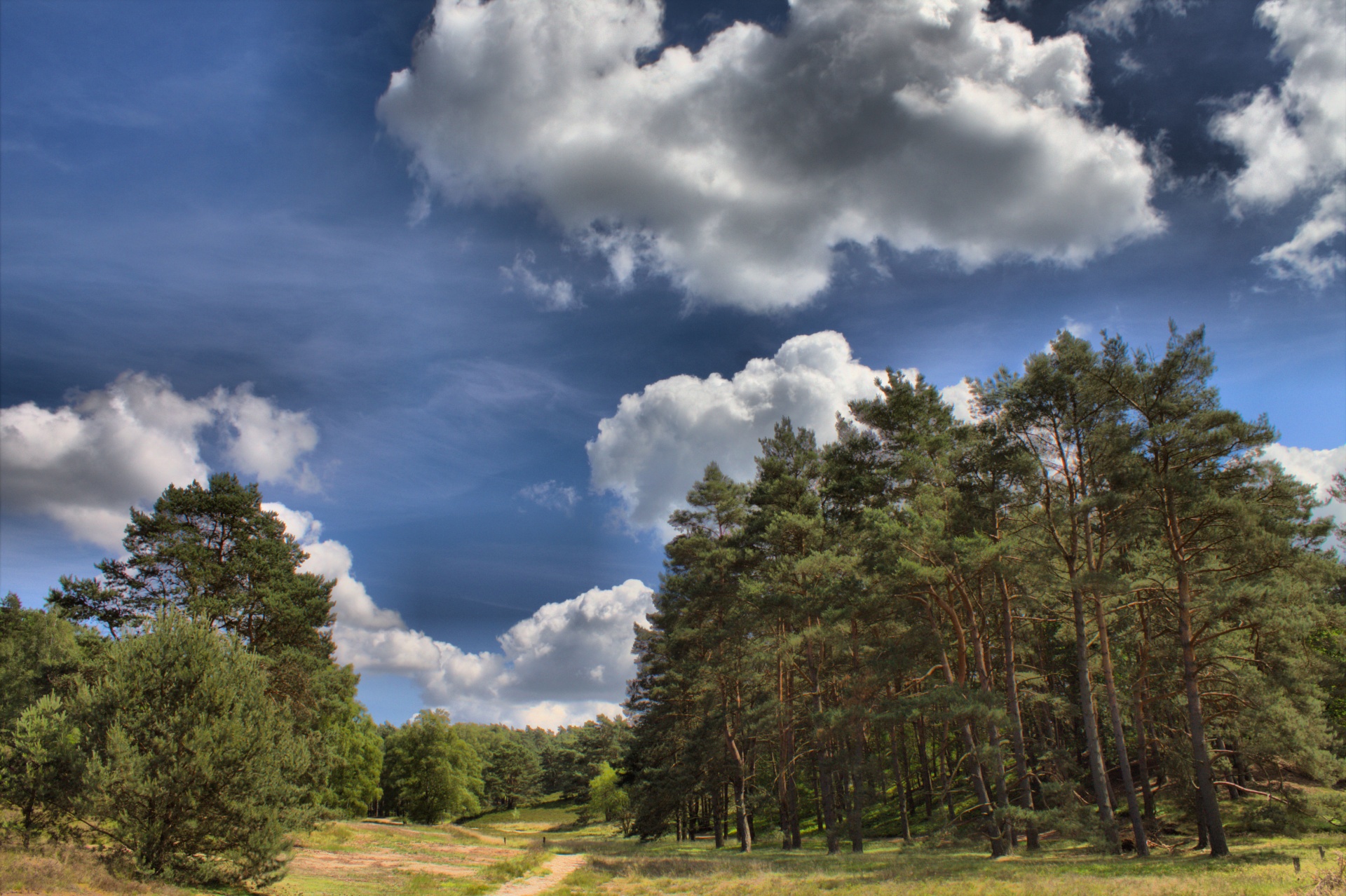 forest path tree free photo