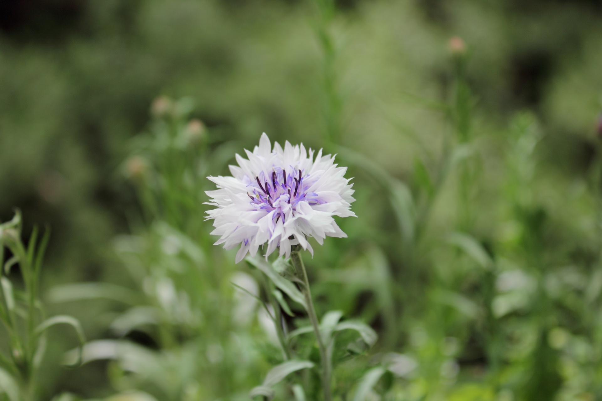 flowers nature plant free photo