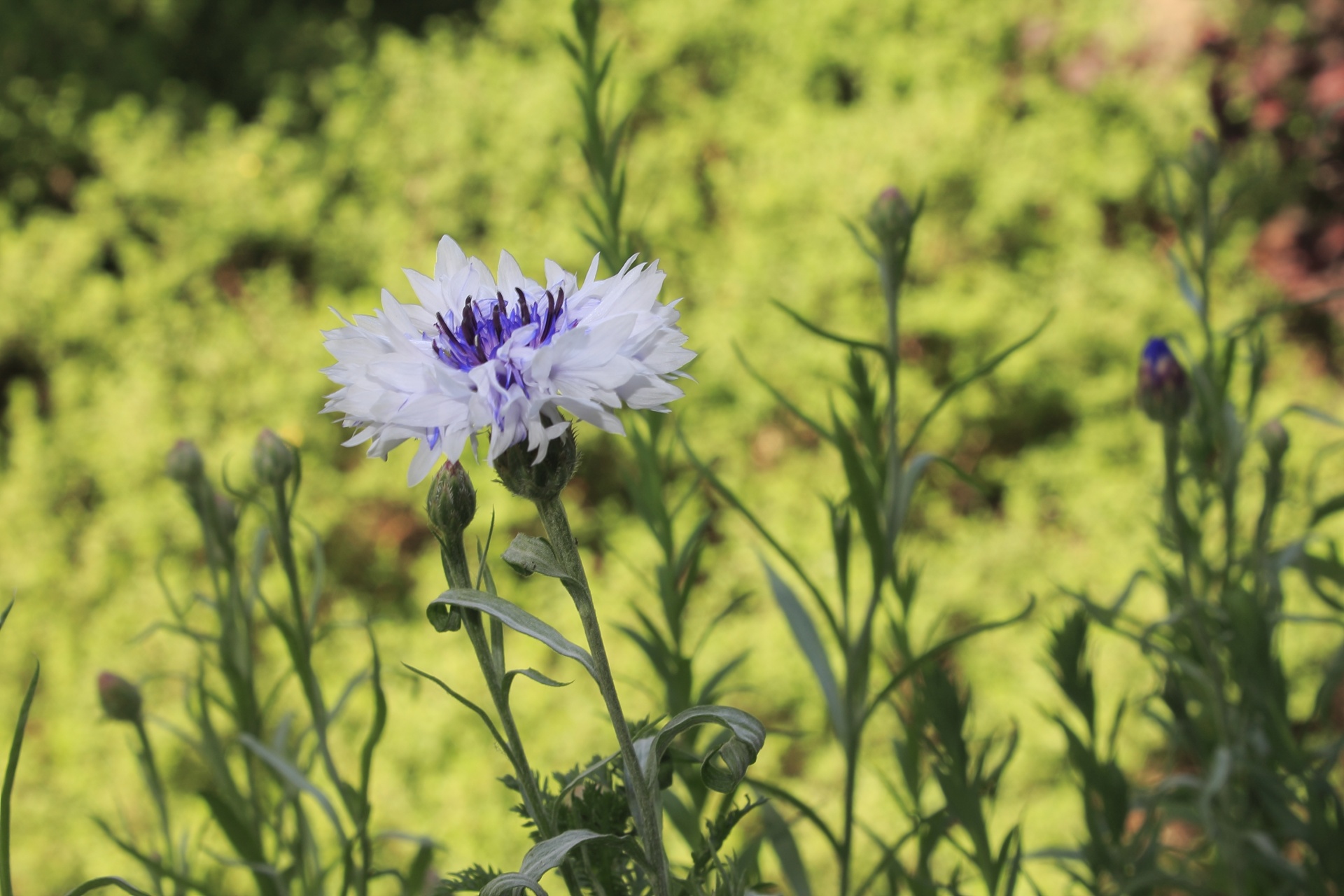 flowers nature plant free photo