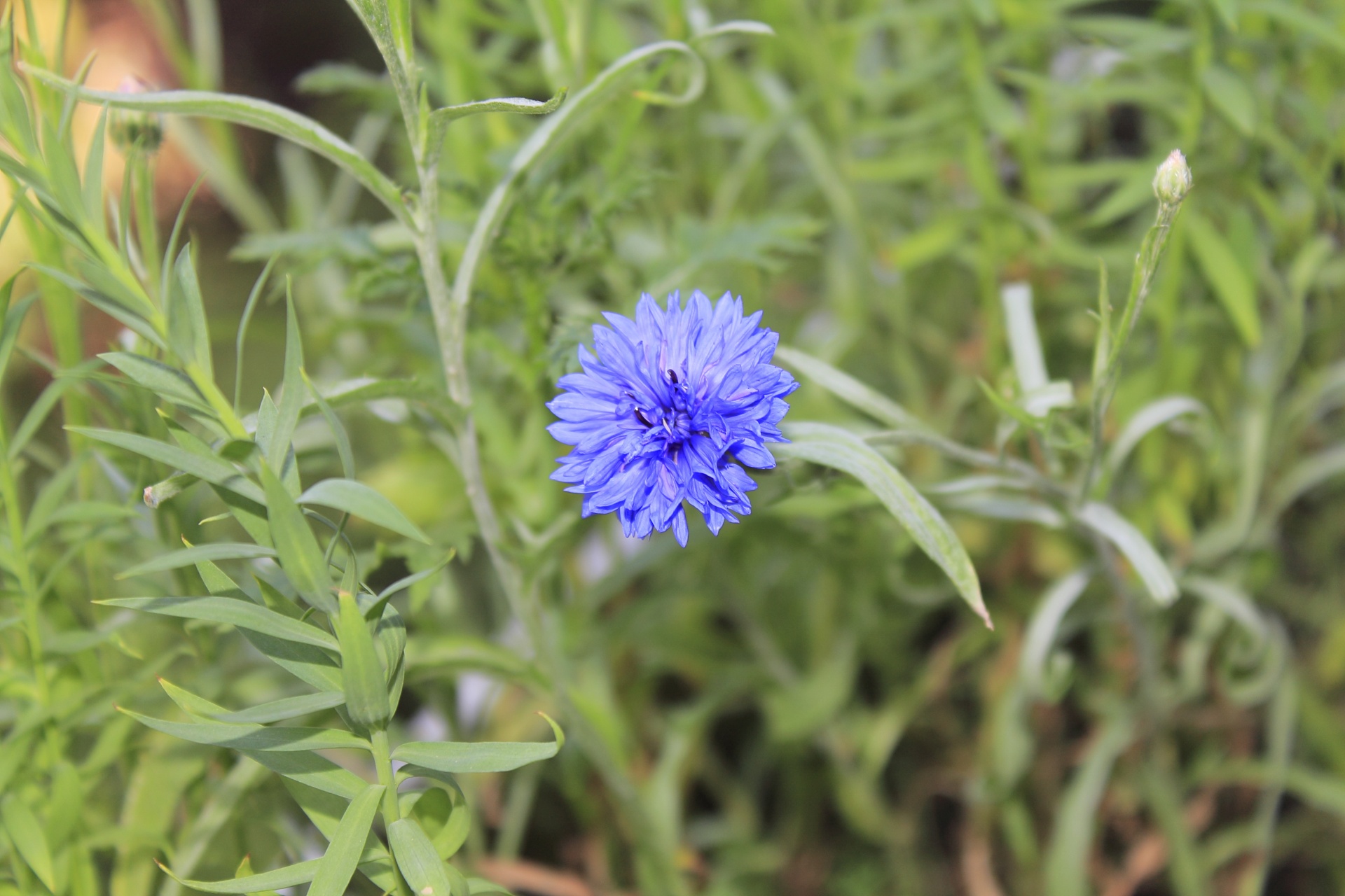 flowers nature plant free photo