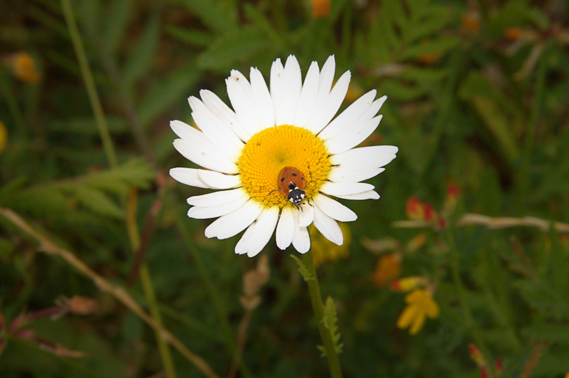 flower ladybug luck free photo