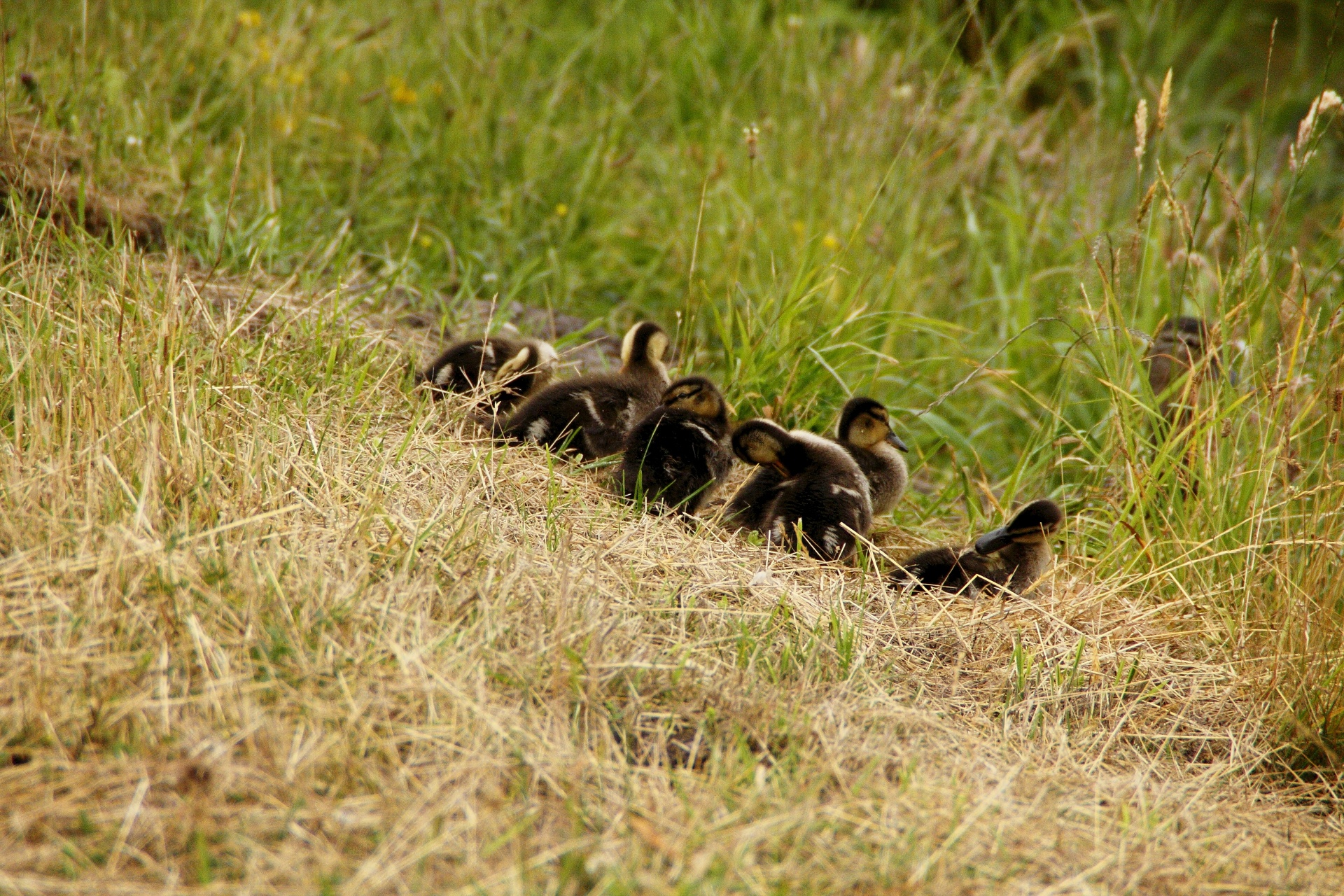 ducks duck ducklings free photo